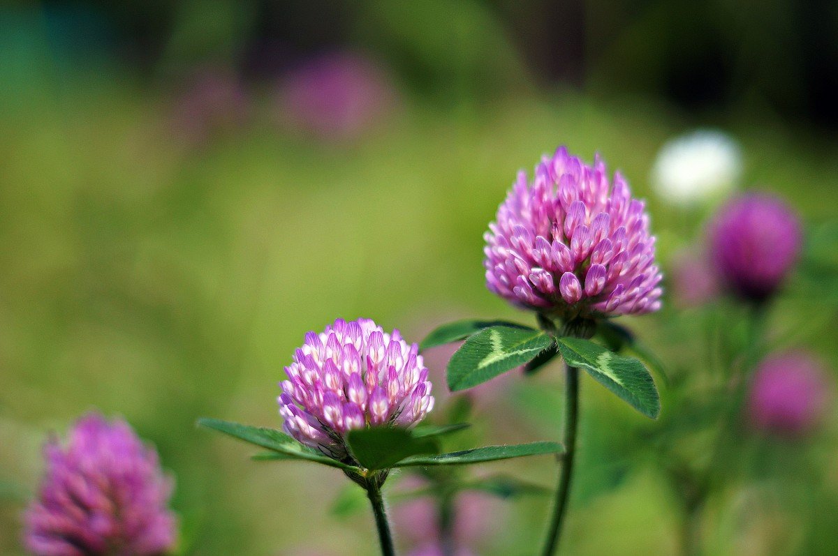 Красный Клевер Trifolium pratense