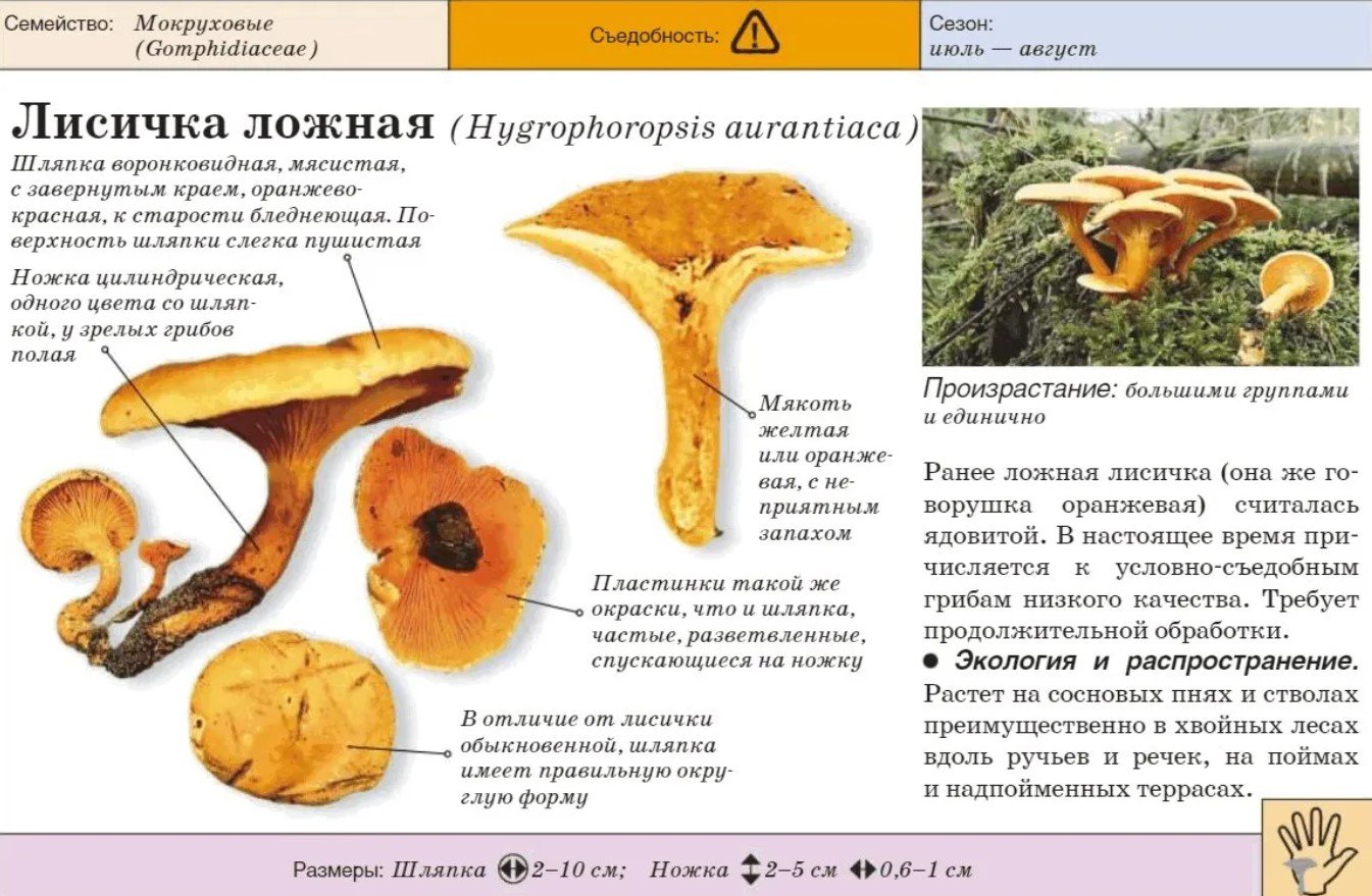 Ложная лисичка описание. Грибы лисички отличие от ложных. Как выглядят грибы лисички ложные. Ложная Лисичка съедобные грибы. Ложная Лисичка шляпка снизу.