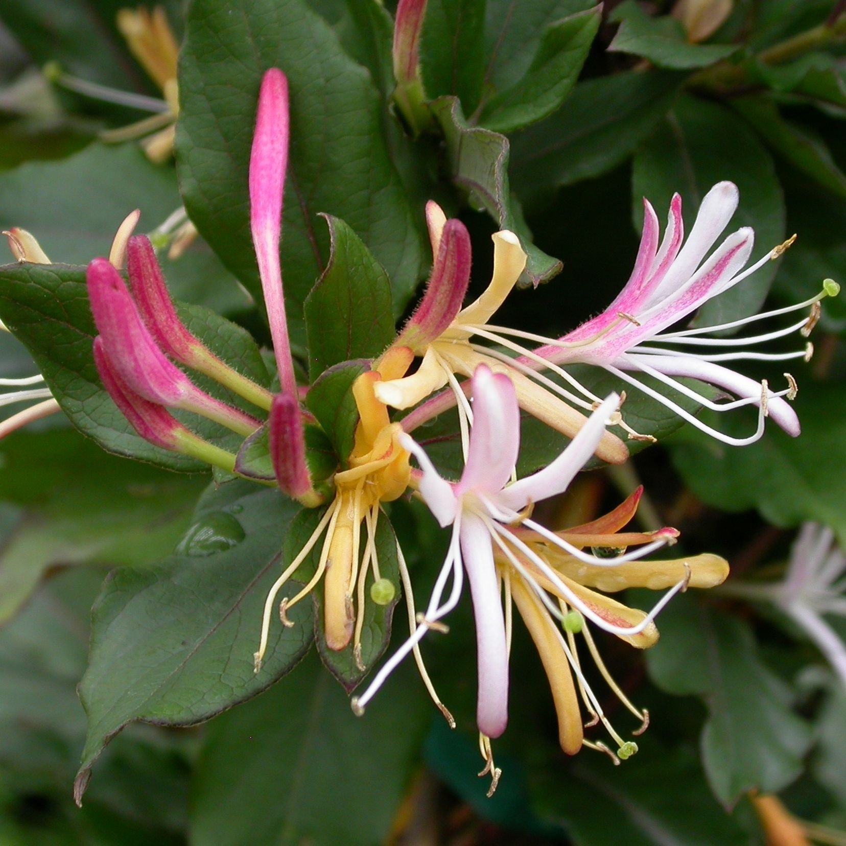 Japonica. Lonicera japonica purpurea. Lonicera japonica. Жимолость japonica purpurea. Жимолость японская-Lonicera japonica.