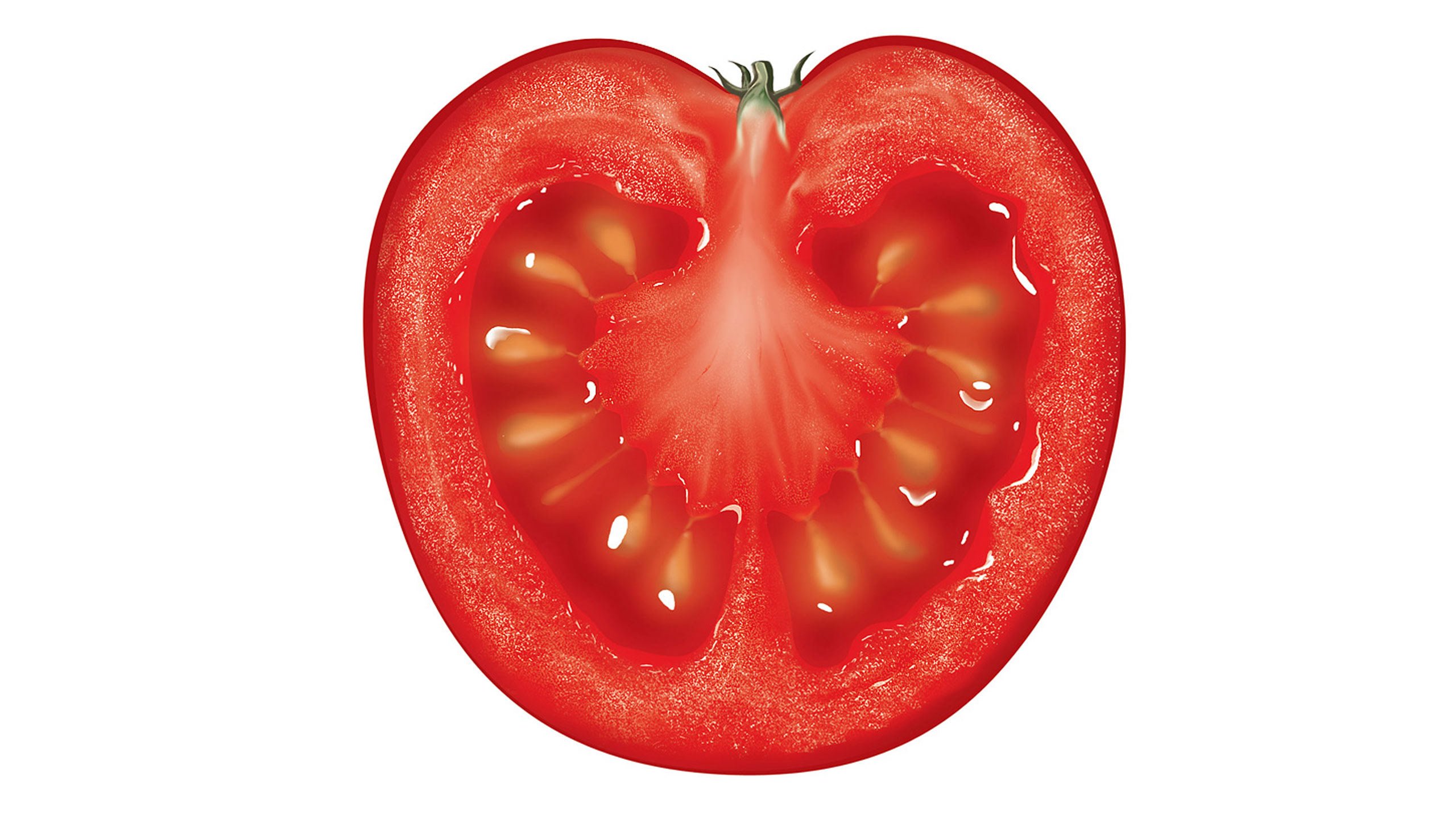 Внутреннее строение томата. Строение плода томата. Помидор в разрезе. Разрезанный помидор. Плод помидора в разрезе.