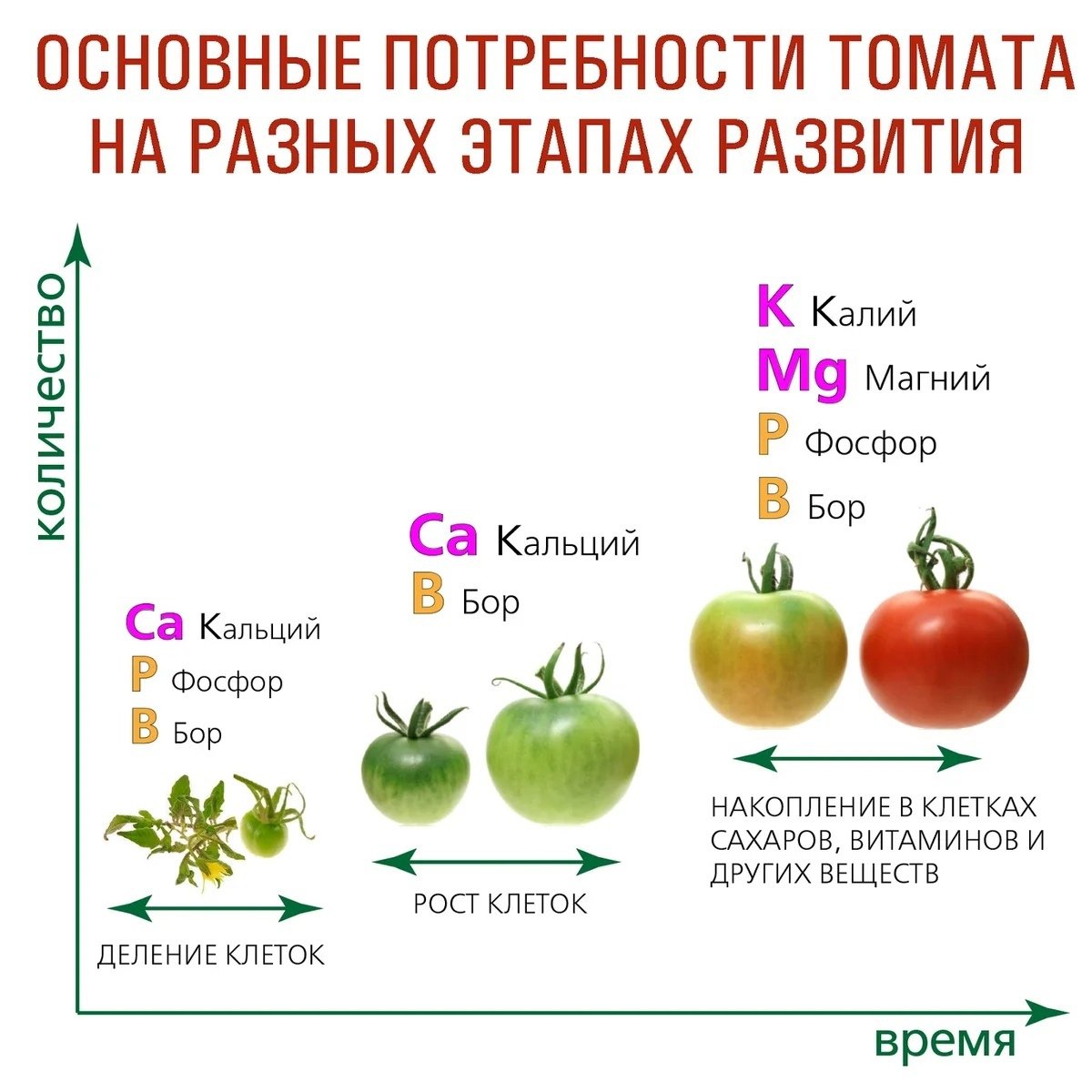 Правильные подкормки томатов