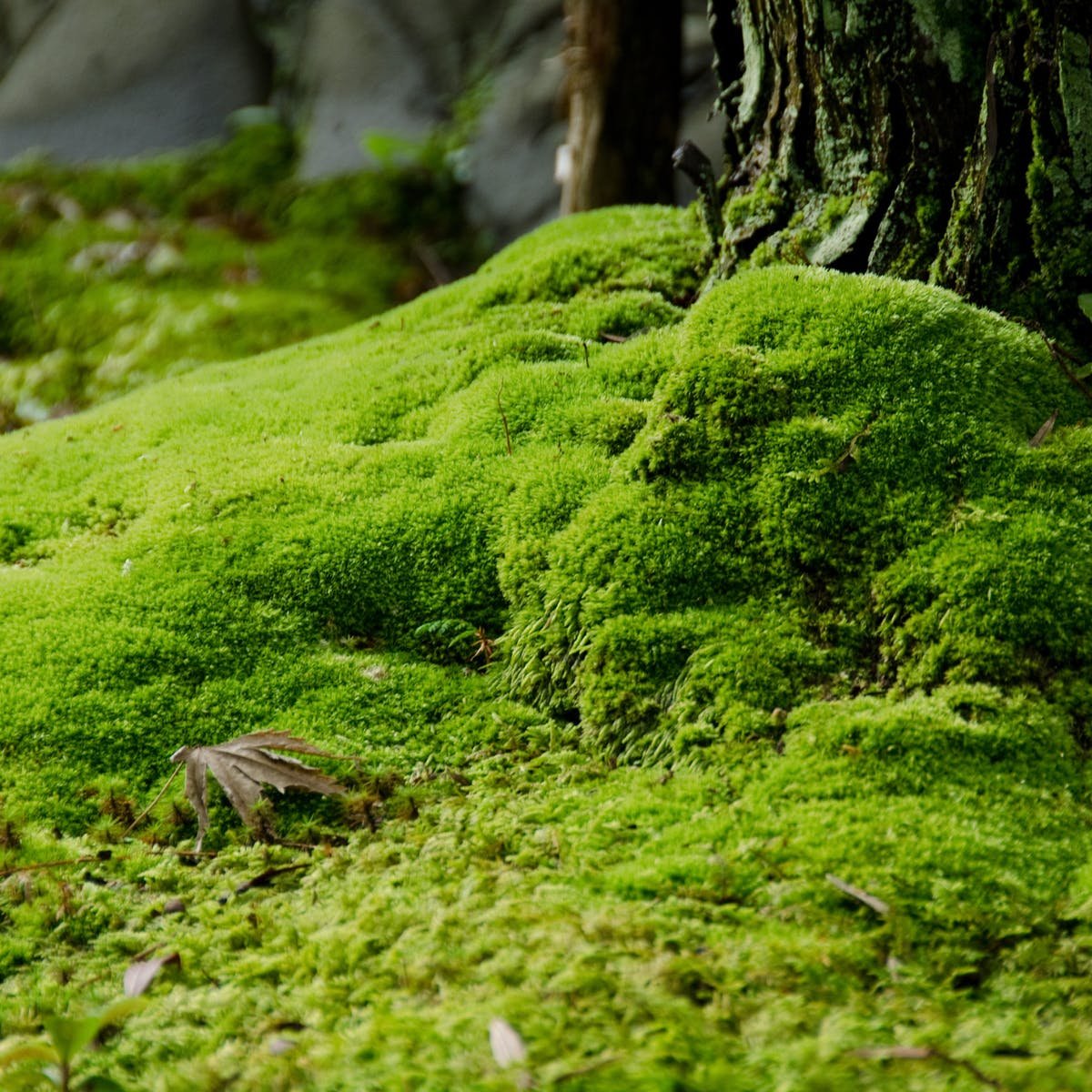 Moss перевод. Мох нанбей. Мох Калимантан. Такакиевые мхи. Мох тамарассери.