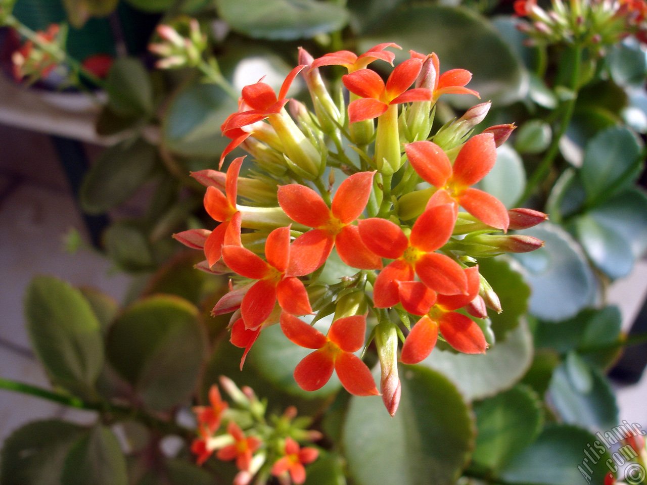 Kalanchoe blossfeldiana