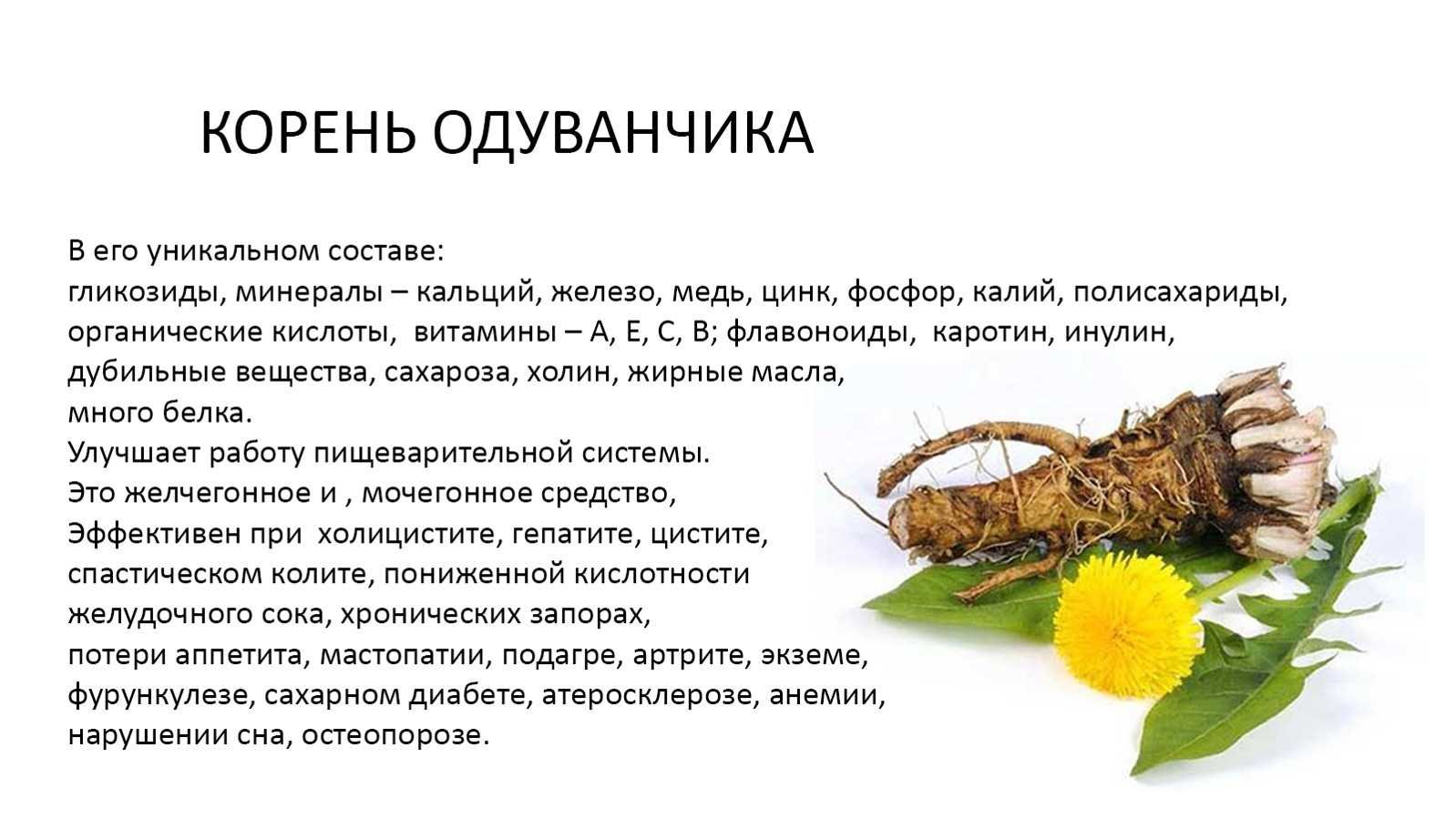 Раки отзывы форум. Корень одуванчика. Чем полезен корень одуванчиков. Одуванчик лекарственный корень. Корни одуванчика для чего используются.