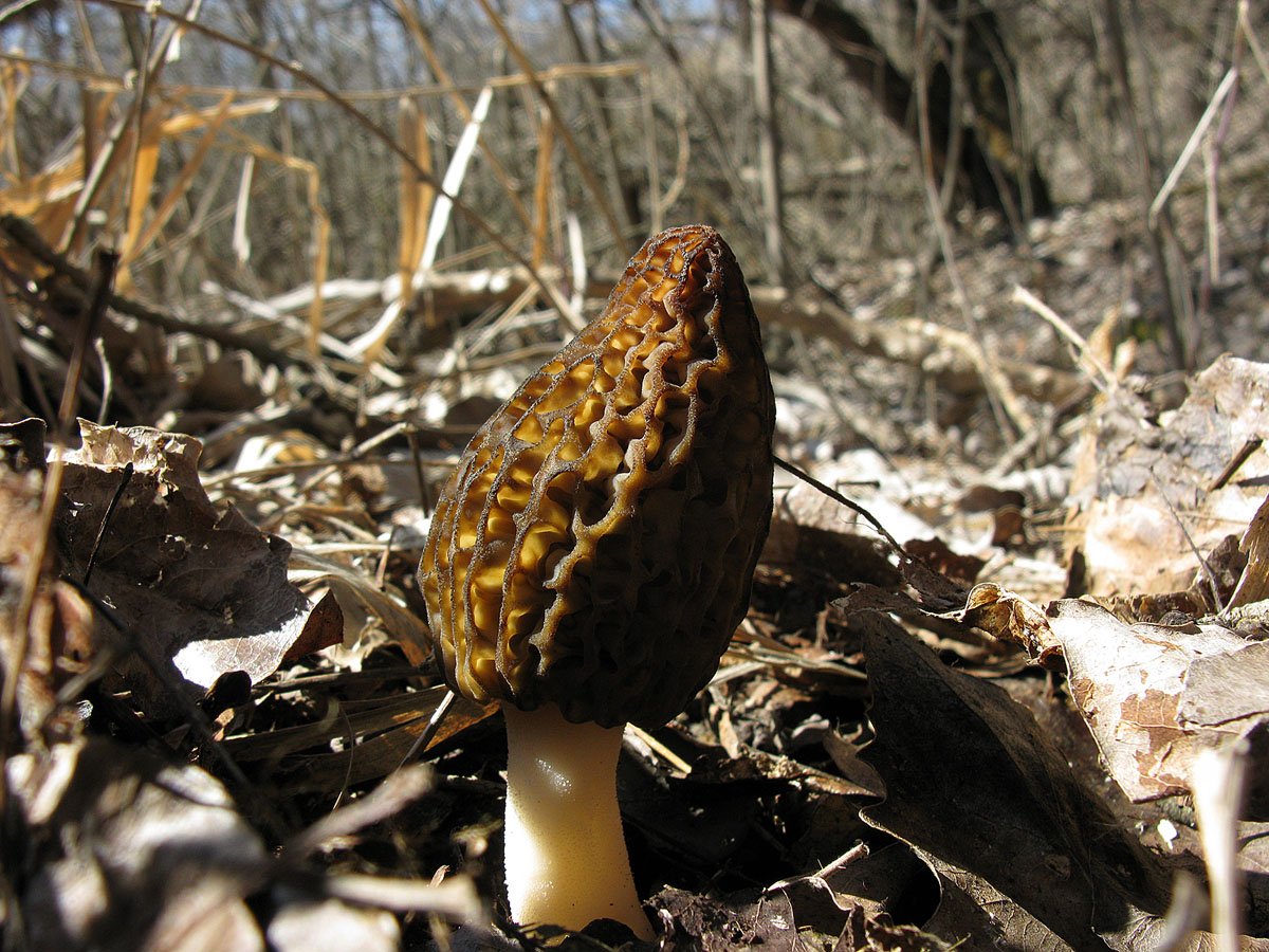 Сумчатый гриб похожий на сморчок. Сморчок полусвободный. Сморчки грибы. Сумчатые грибы сморчки. Аскомицеты сморчки.