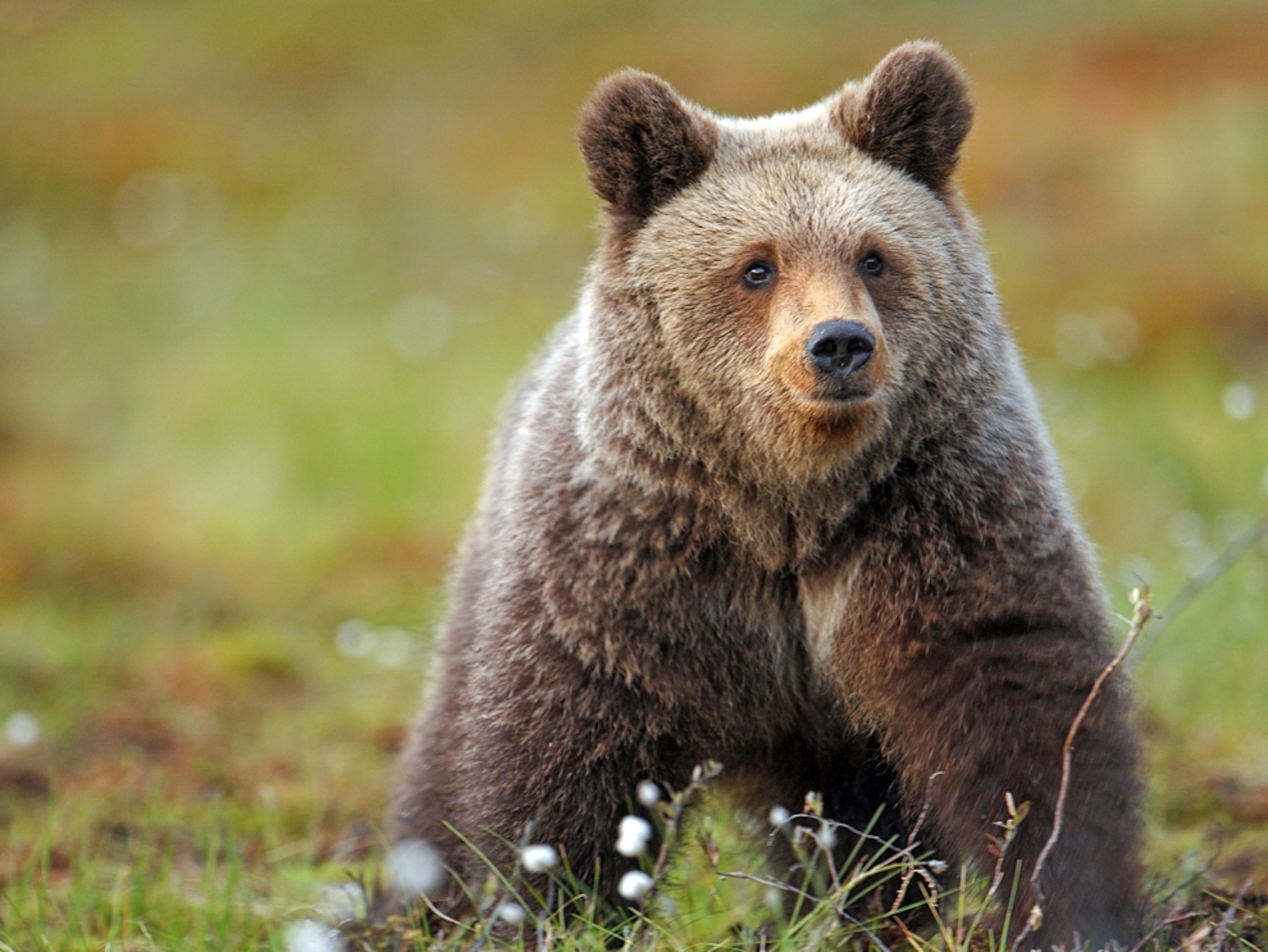 Bear very. Бурый медведь в тайге. Бурый медведь Финляндия. Бурый медведь в тайге России. Бурый медведь косолапый.