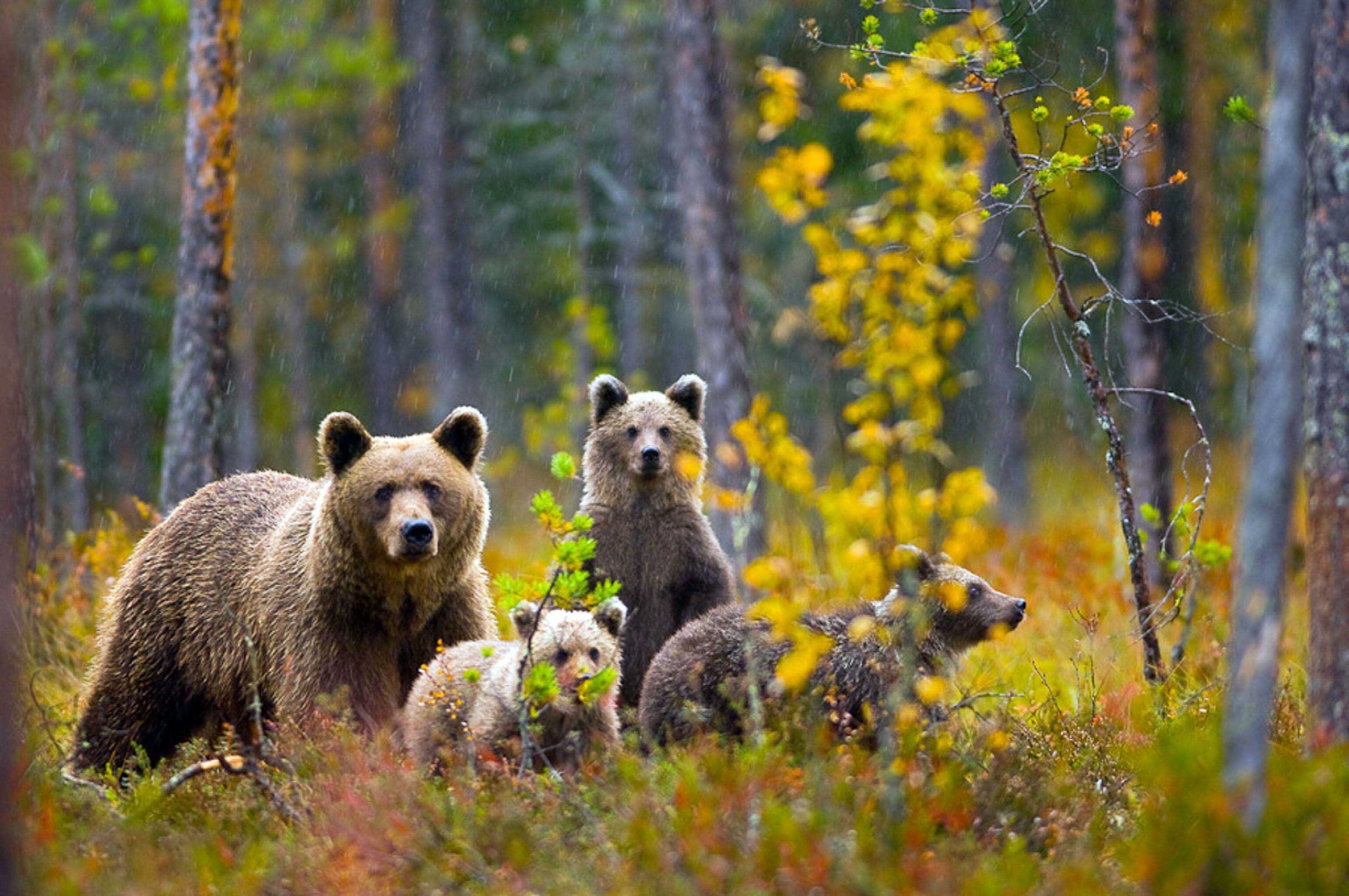 Дикая россия. Бурый медведь Вологодской области. Бурый медведь в Талдомском районе. Животный мир Урала бурый медведь. Медведь в осеннем лесу.