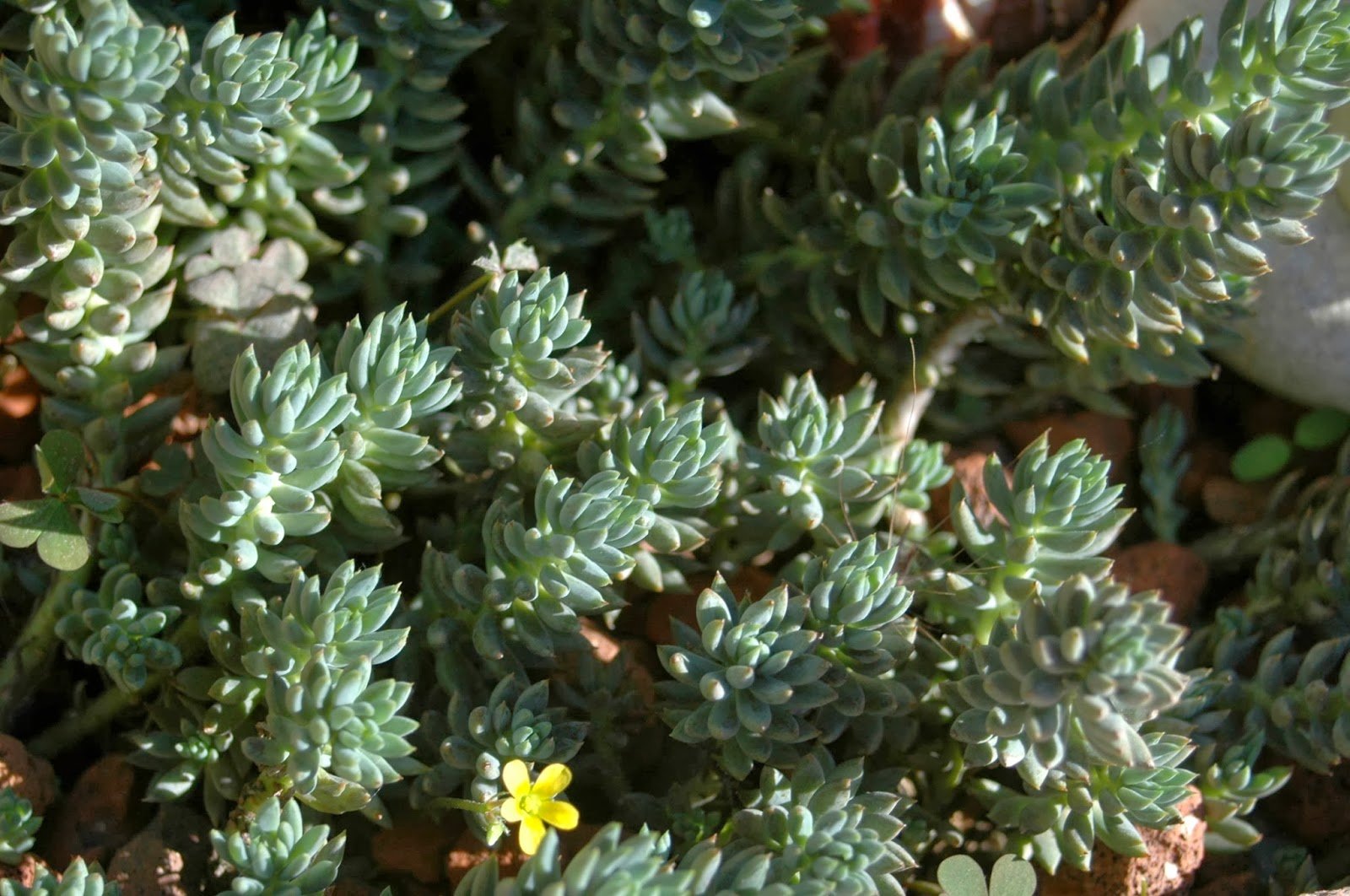 Sedum sediforme