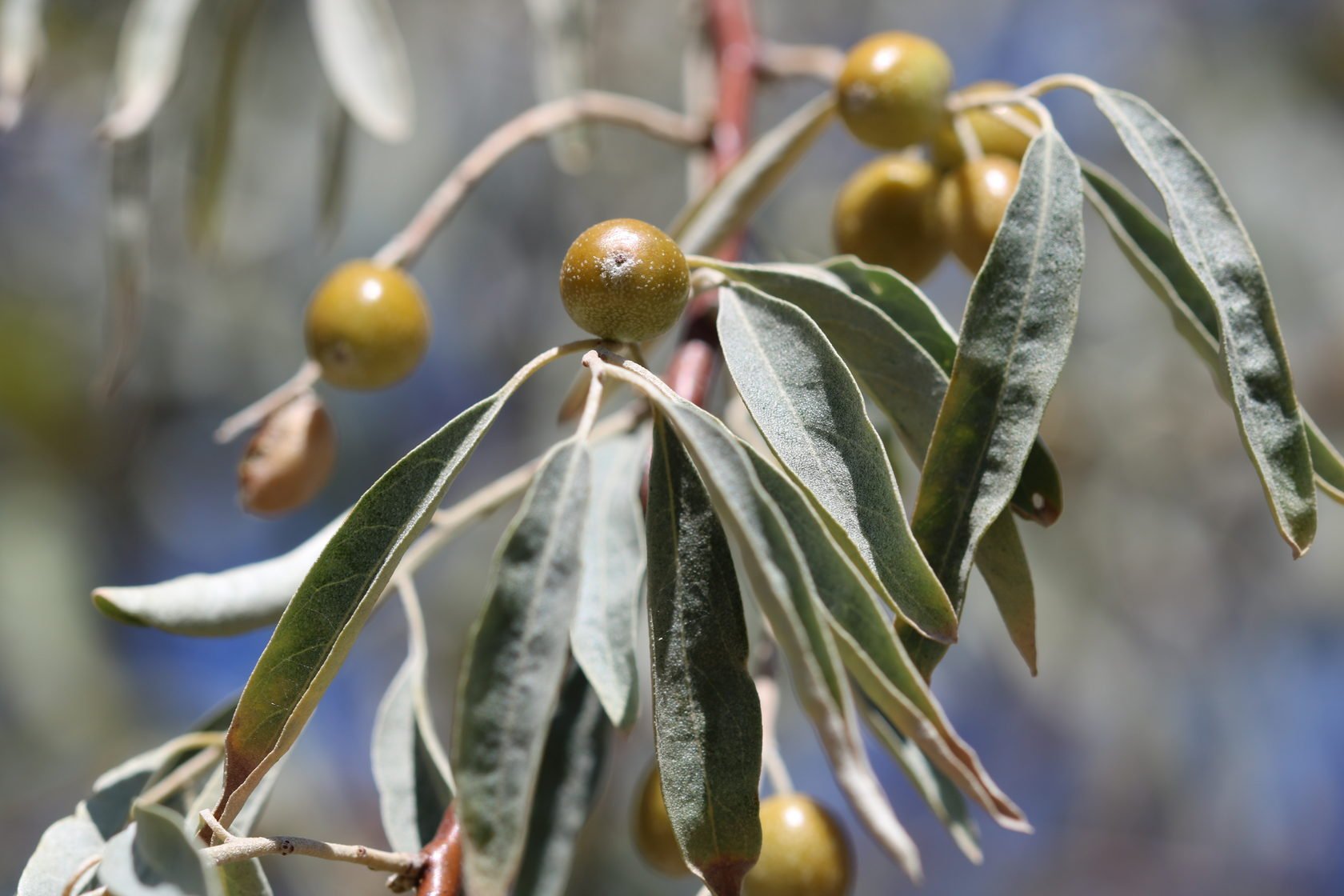 Лох узколистный — Дерево Джида: вся правда о дикой маслине