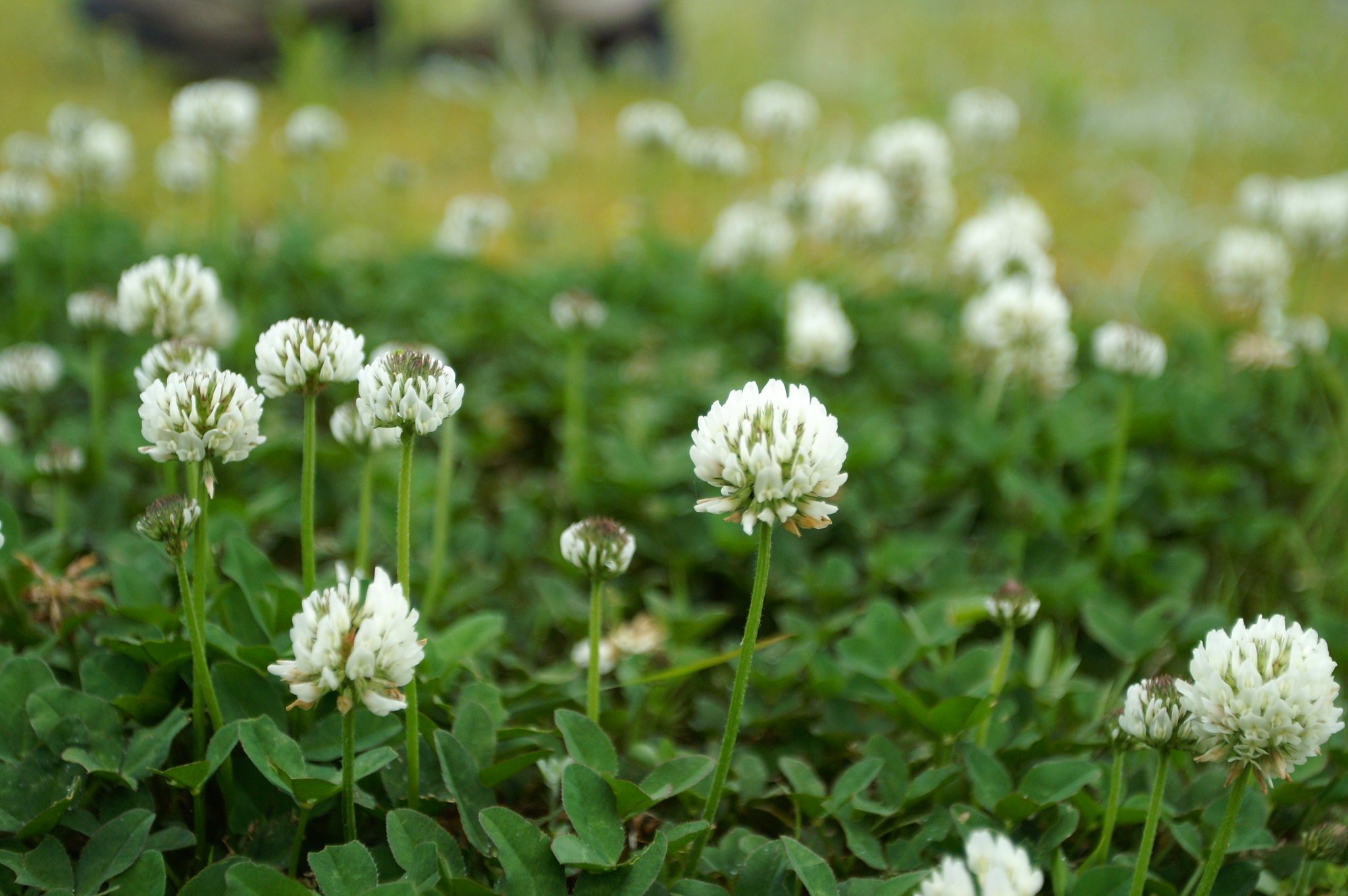 Клевер белый Trifolium repens