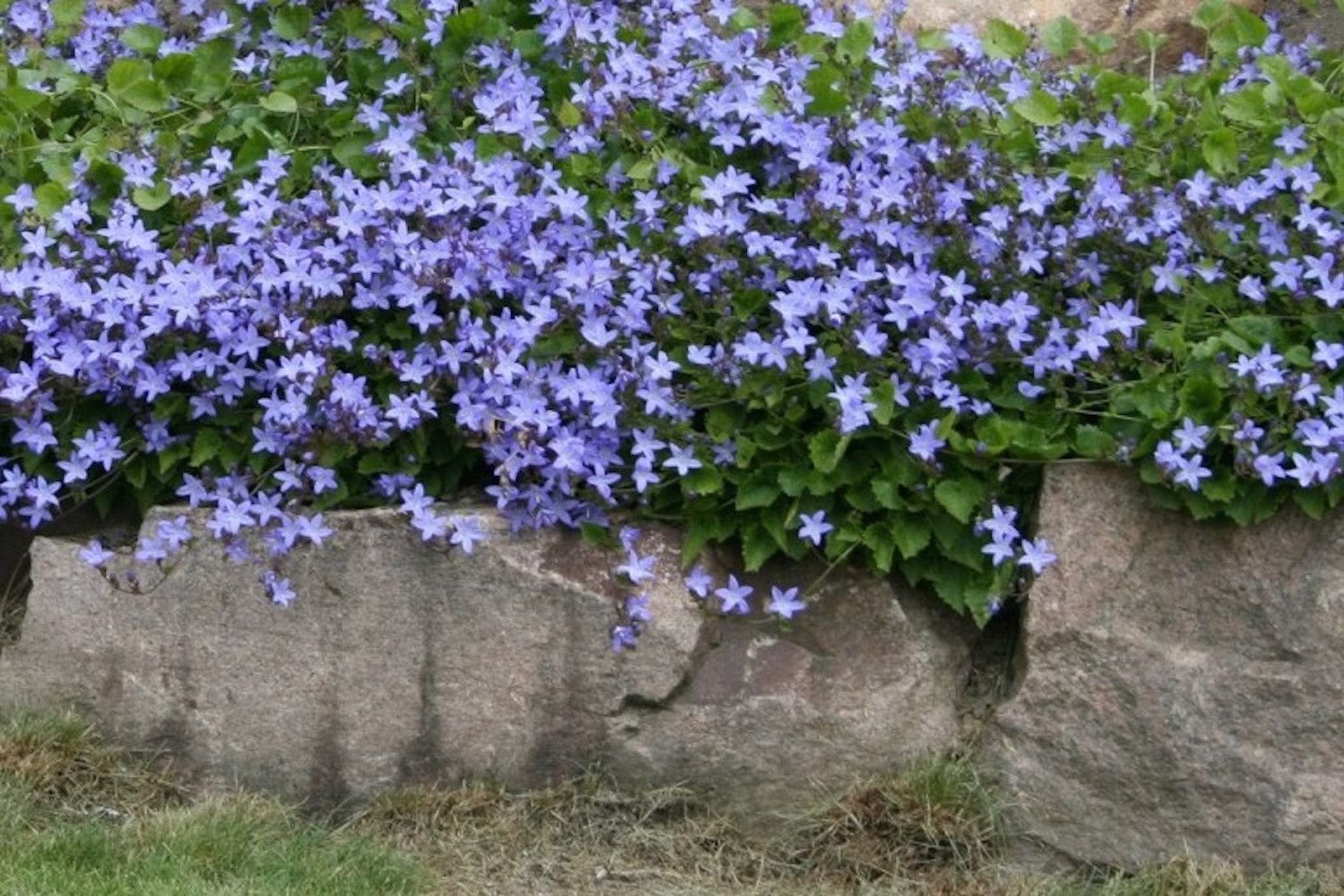 Колокольчик посхарского фото. Колокольчик Пожарского (Campanula poscharskyana). Колокольчик Пожарского Портеншлага. Колокольчик Портеншлага Blue (Блю).