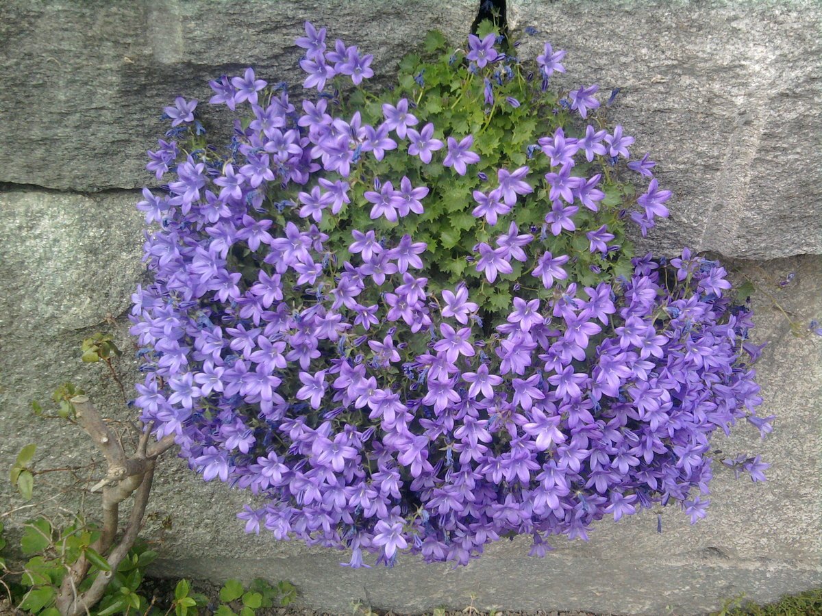 Колокольчик посхарского фото. Колокольчик Пожарского (Campanula poscharskyana). Колокольчик Пожарского Портеншлага. Кампанула Пожарского Блю.