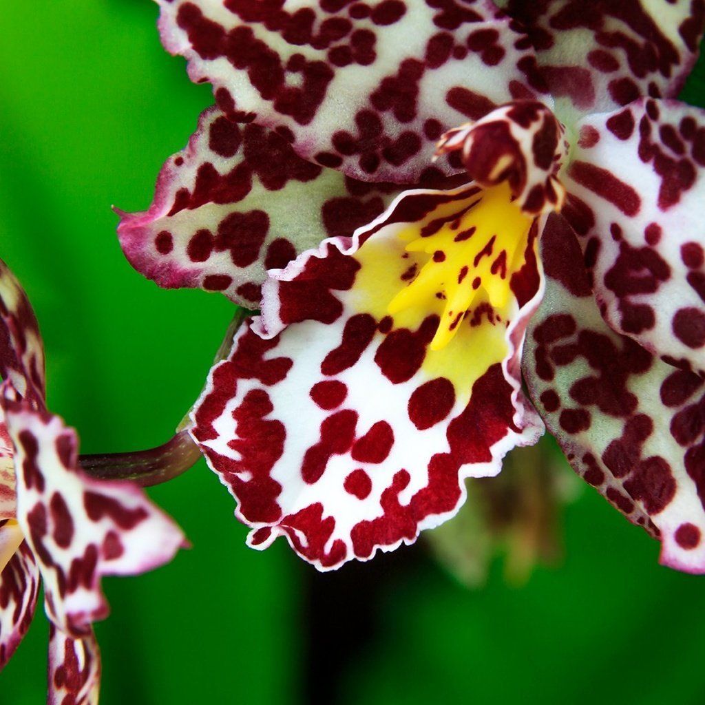 Голден Леопард Орхидея