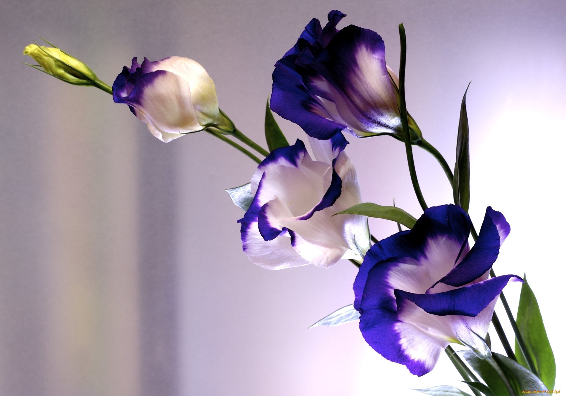 Картинка цветов эустомы. Эустома лизиантус. Эустома (Lisianthus). Хлаустома цветок. Розы и эустома.