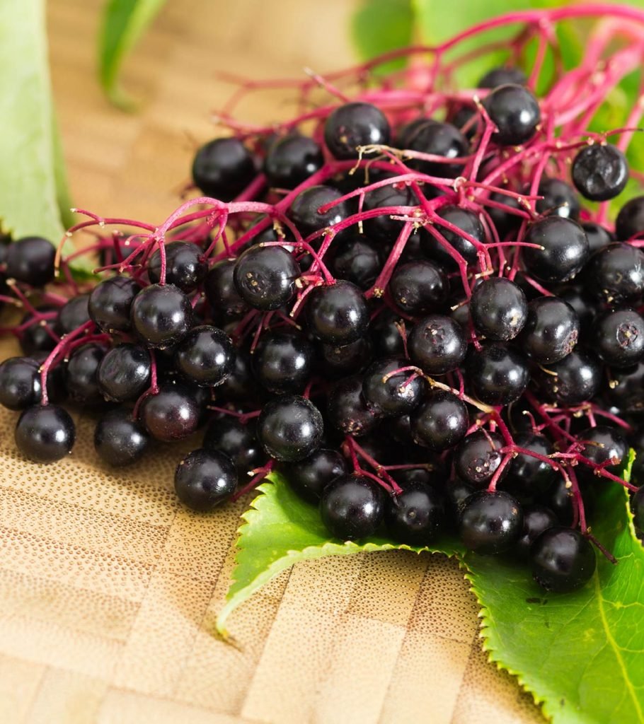 Elderberry Бузина