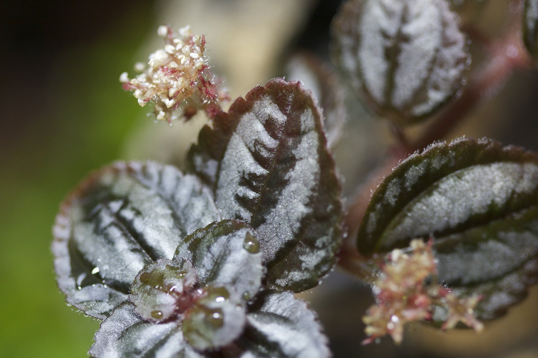 Pilea microphylla ‘Tricolor’