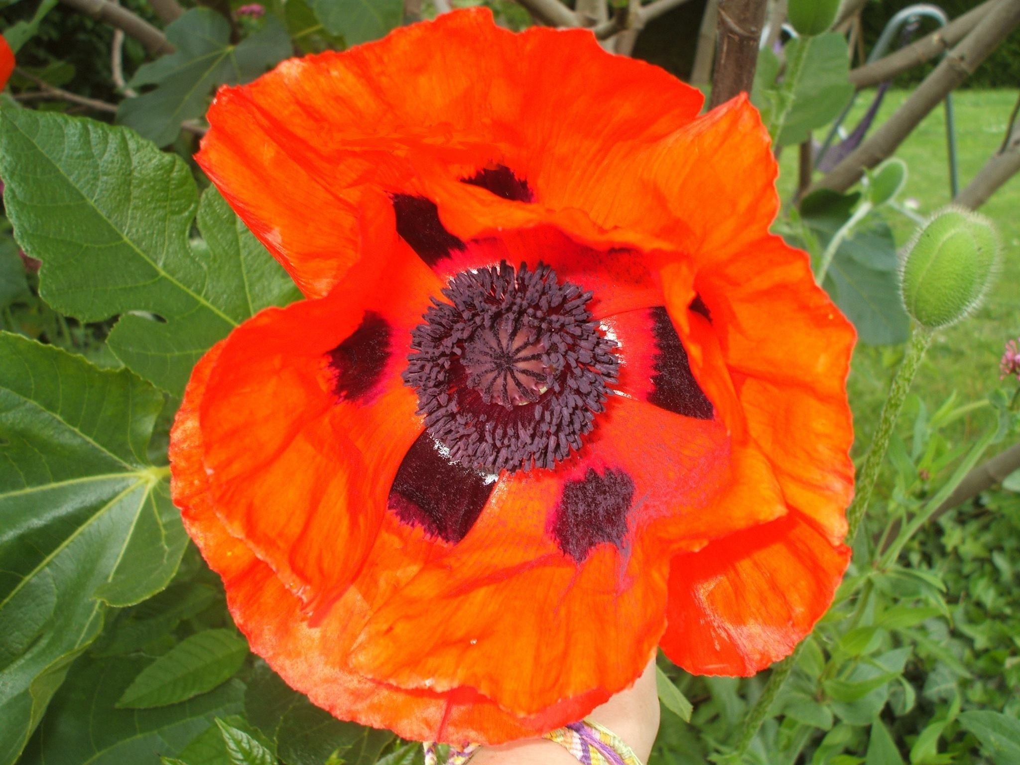 Orange poppy. Мак Papaver Prince of Orange. Мак Восточный Распберри куин. Мак Восточный оранжевый. Дикий Восточный Мак.