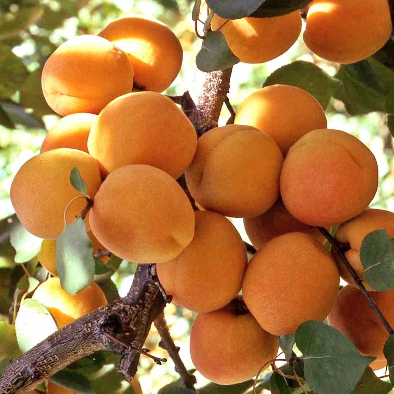 Карликовые сорта абрикоса. Абрикос Харкот. Blenheim Apricot Tree. Абрикос обыкновенный плодовые деревья.