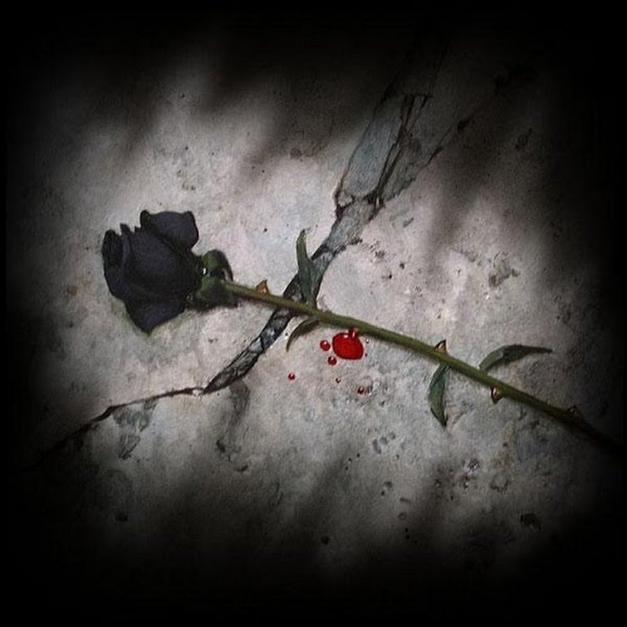 Dying rose