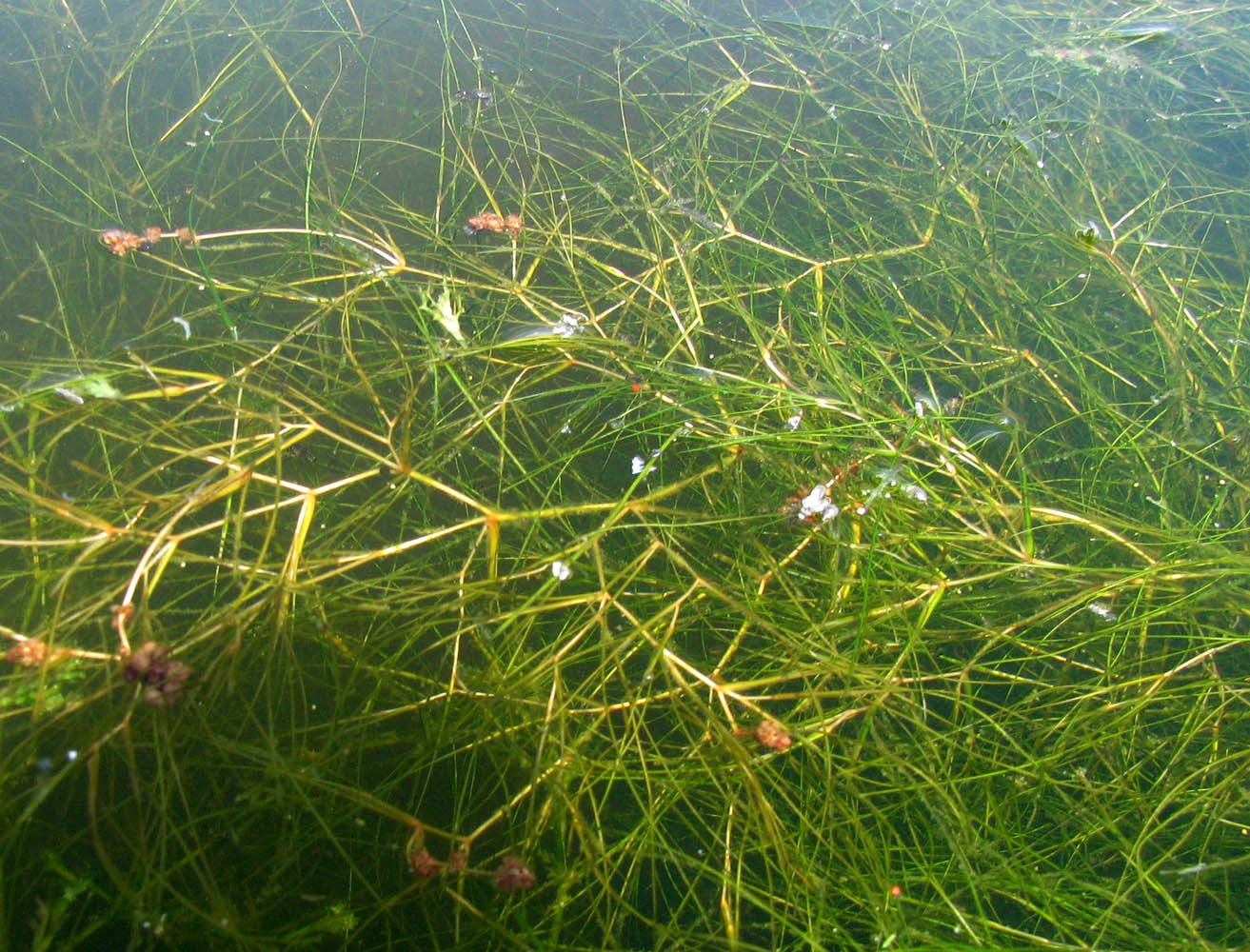 Водоросли пресных. Рдест гребенчатый (Potamogeton pectinatus). Уруть и роголистник. Рдест водоросли. Речная водоросль рдест.