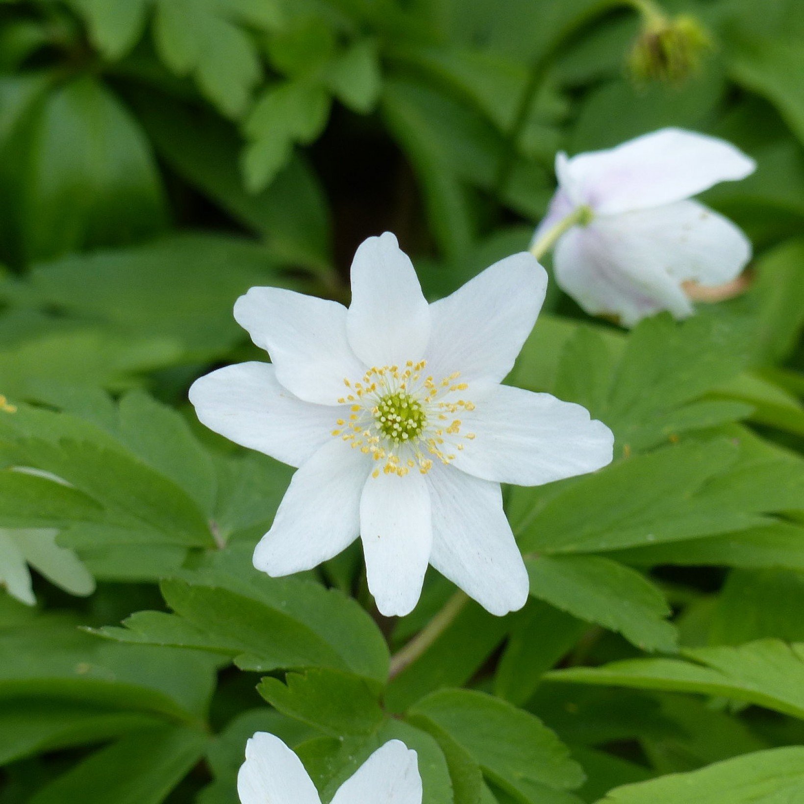 Ветреница дубравная. Anemone nemorosa. Anemone nemorosa 'LYCHETTE'. Ветреница Дубравная – Anemone nemorosa l.. Анемона цилиндрическая.