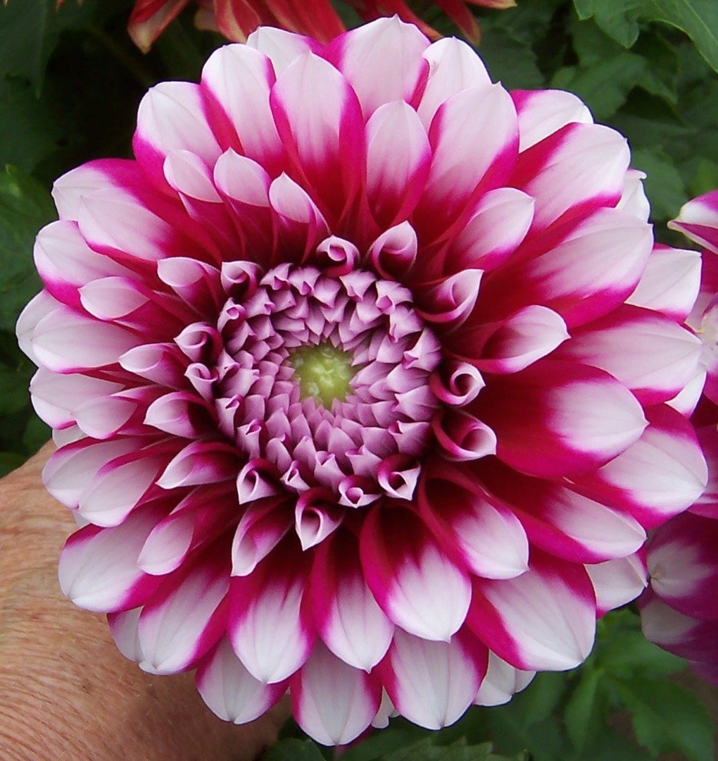 Георгины Dahlia