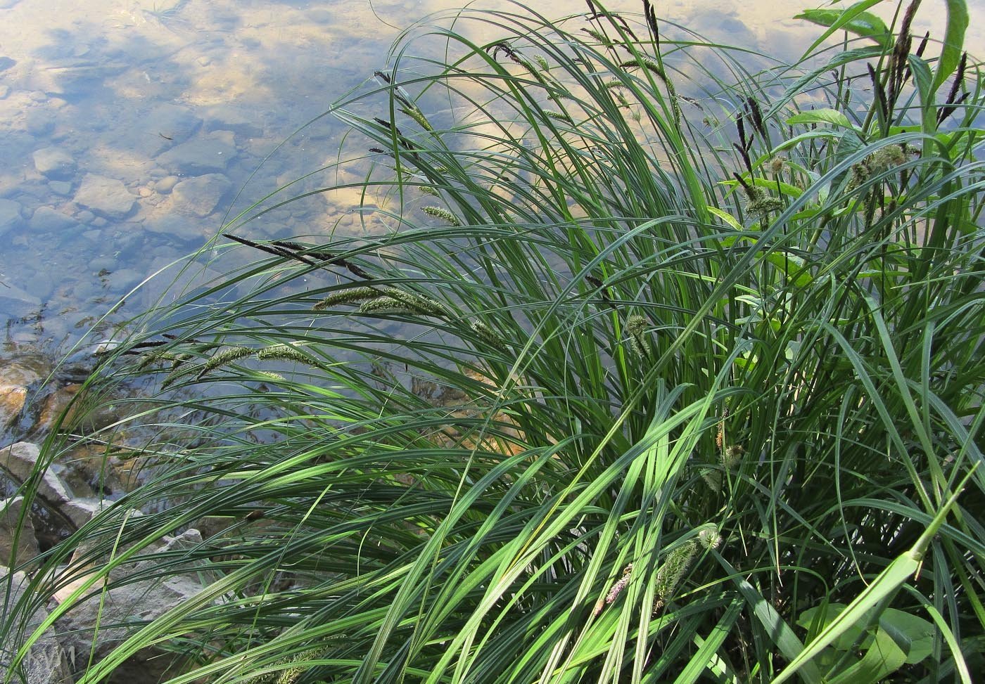 Осока острая (Carex acuta)