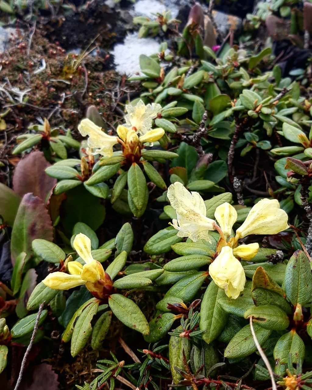 Rhododendron fortunei