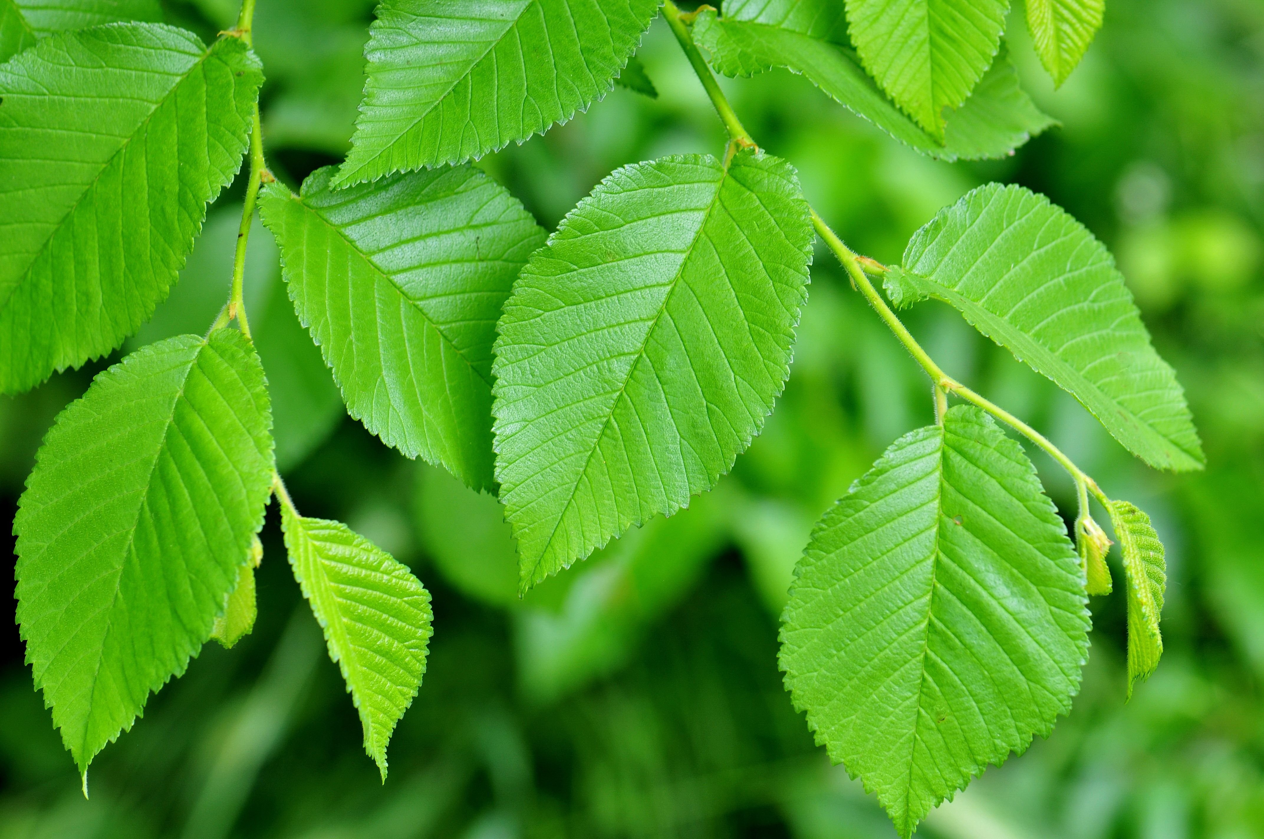 Вяз дерево. Вяз малый (Ulmus Minor). Вяз Ильм карагач Берест. Вяз граболистный (вяз листоватый, Берест) – Ulmus carpinifolia. Вяз граболистный, или Берест.