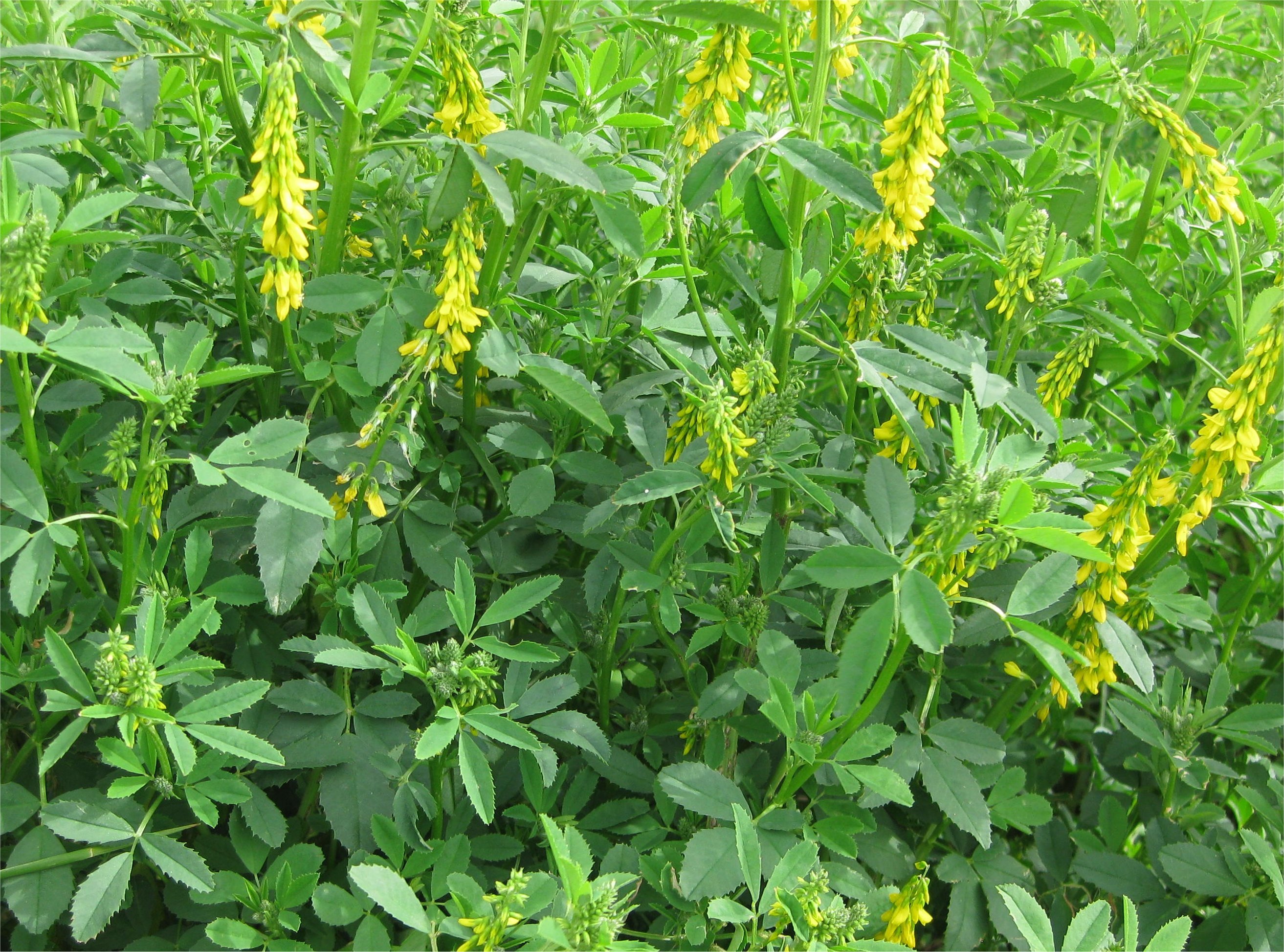 Р”РѕРЅРЅРёРє Melilotus officinalis