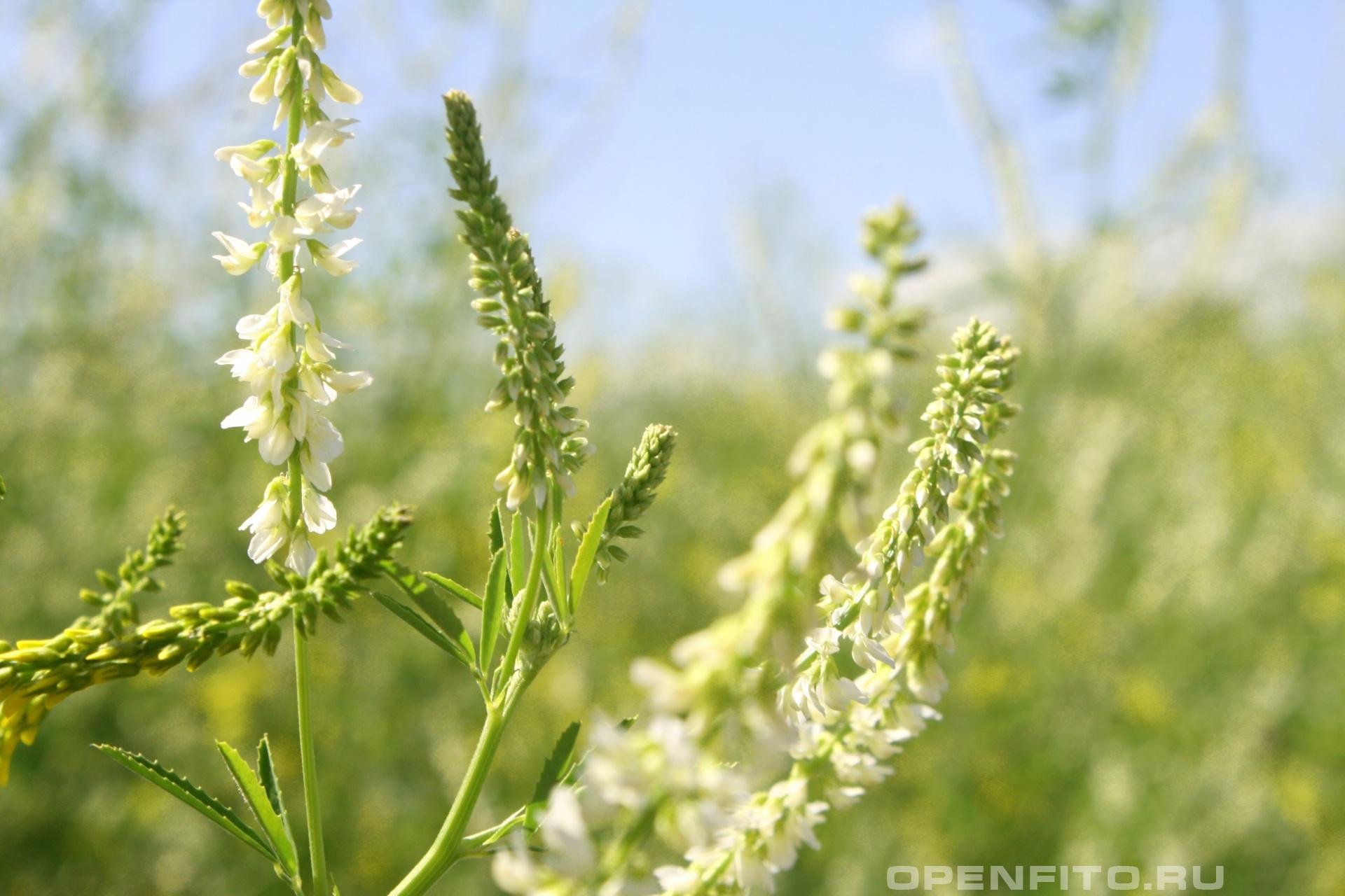 Р”РѕРЅРЅРёРє Melilotus officinalis