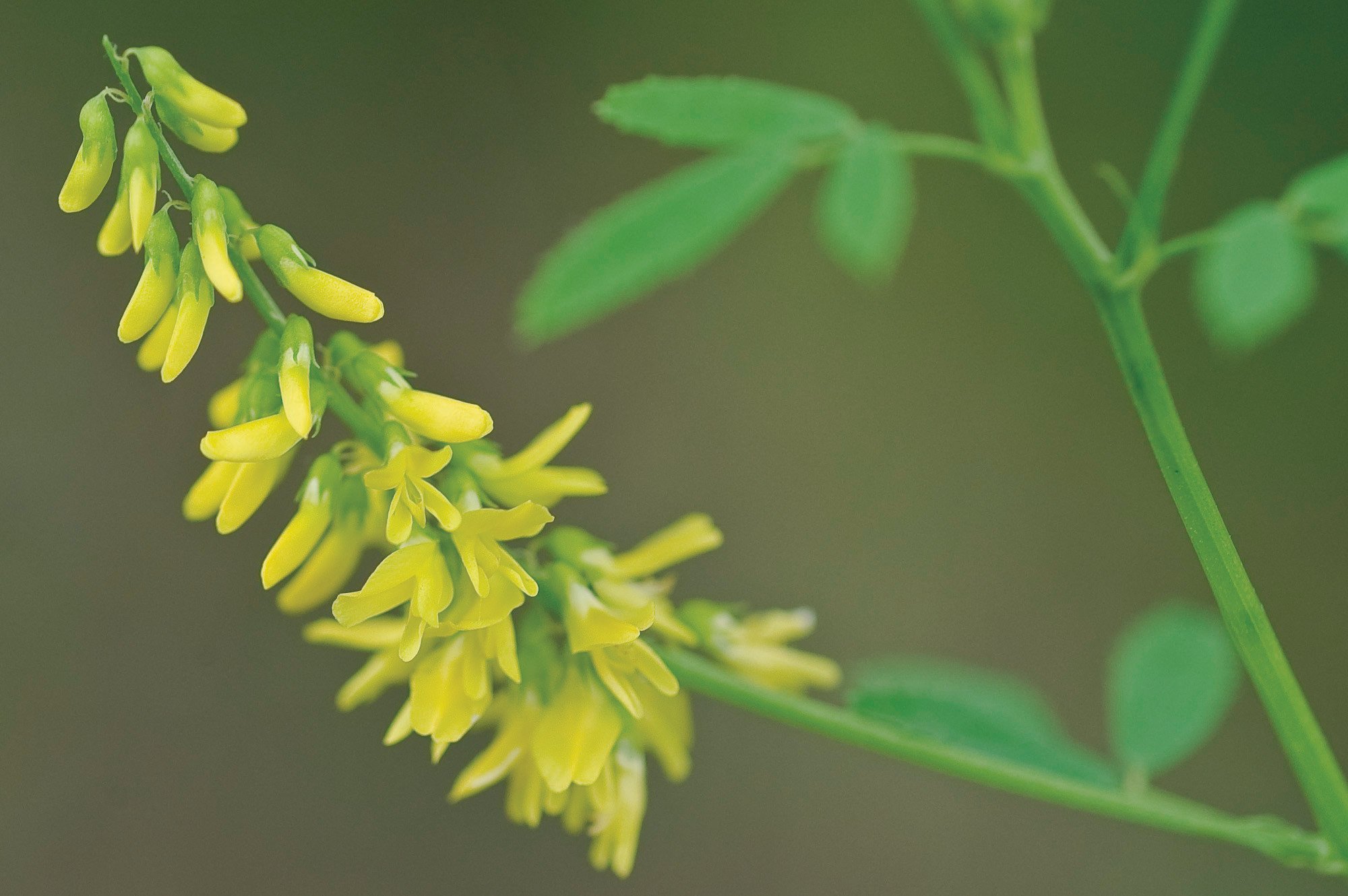 Р”РѕРЅРЅРёРє Melilotus officinalis