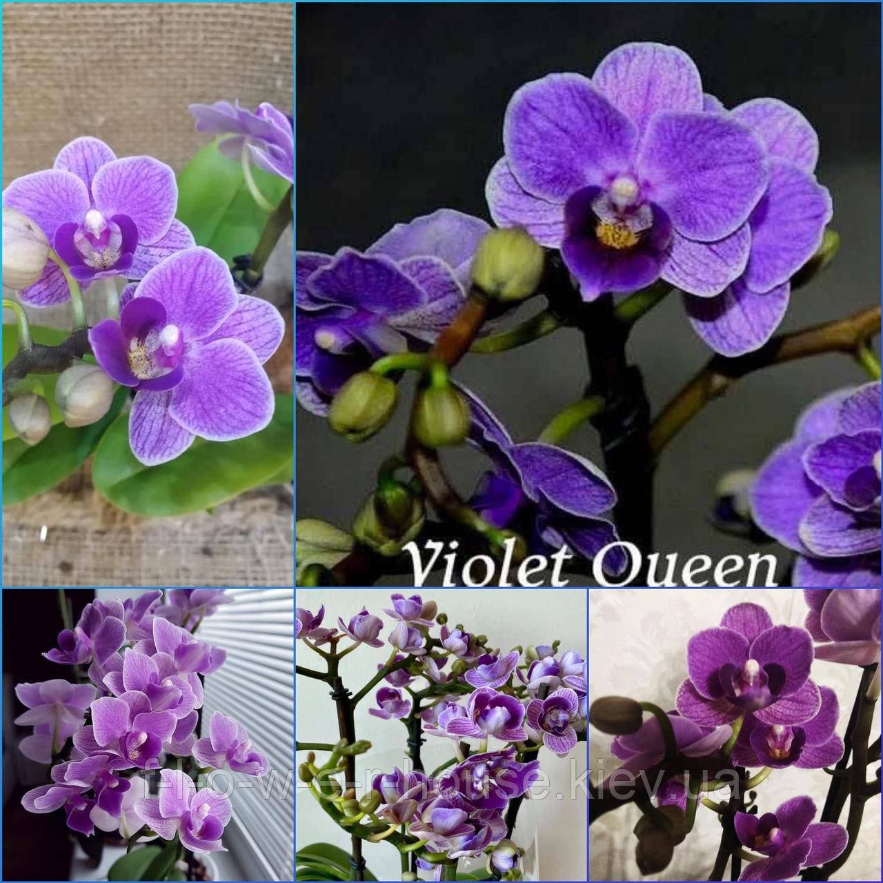 Орхидея Вайолет Квин описание сорта характеристики посадка и выращивание отзывы