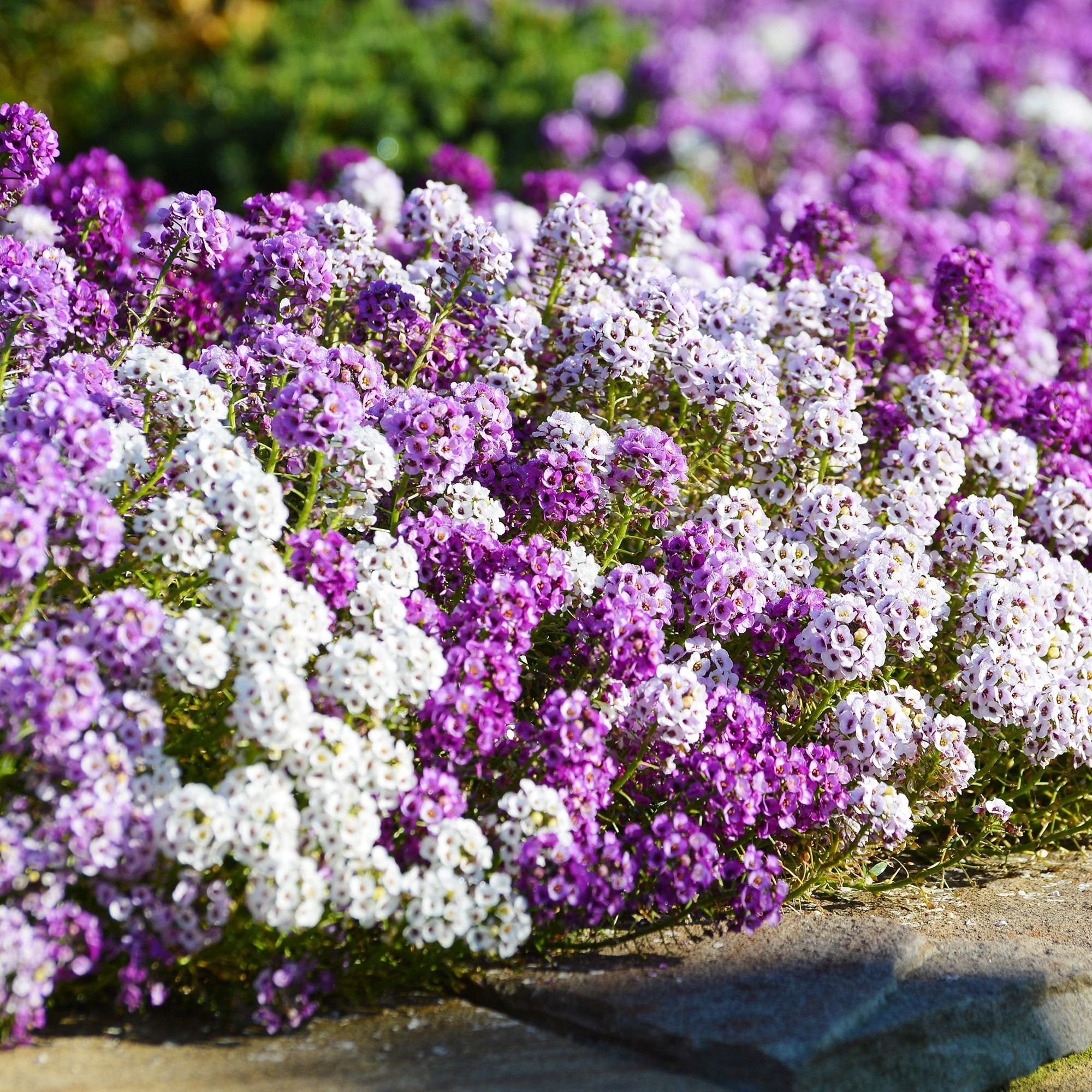 Алиссум Lobularia maritima