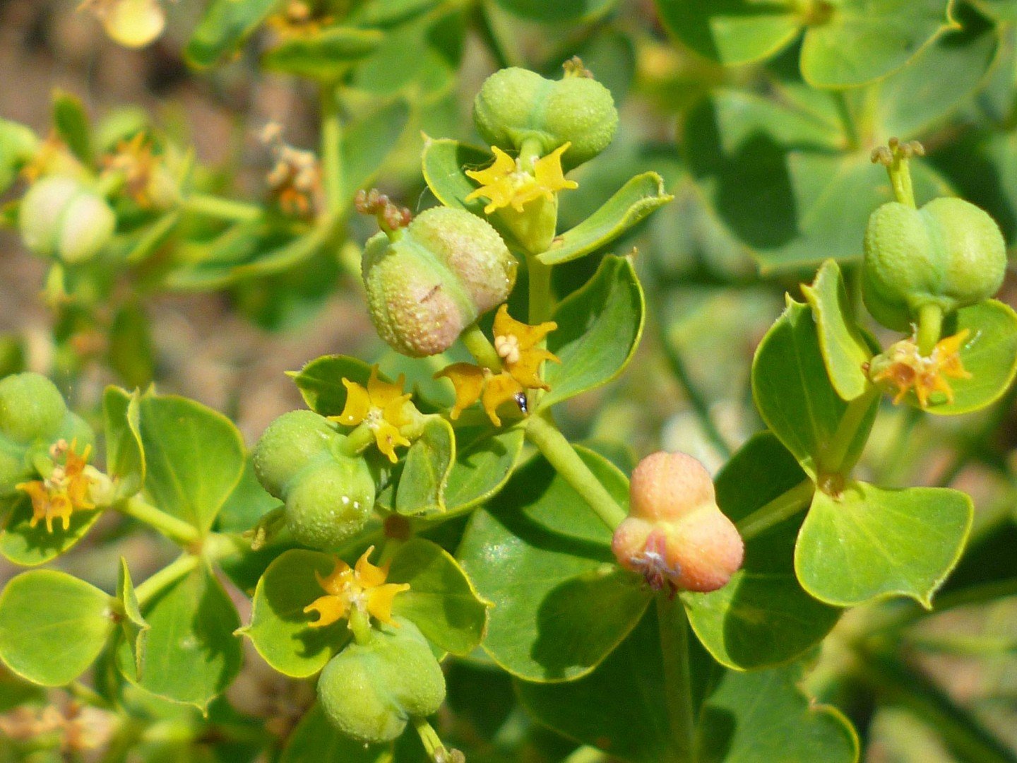 Молочай болотный (palustris). Молочай Пашенный. Молочайные (подсемейство) Молочайные.