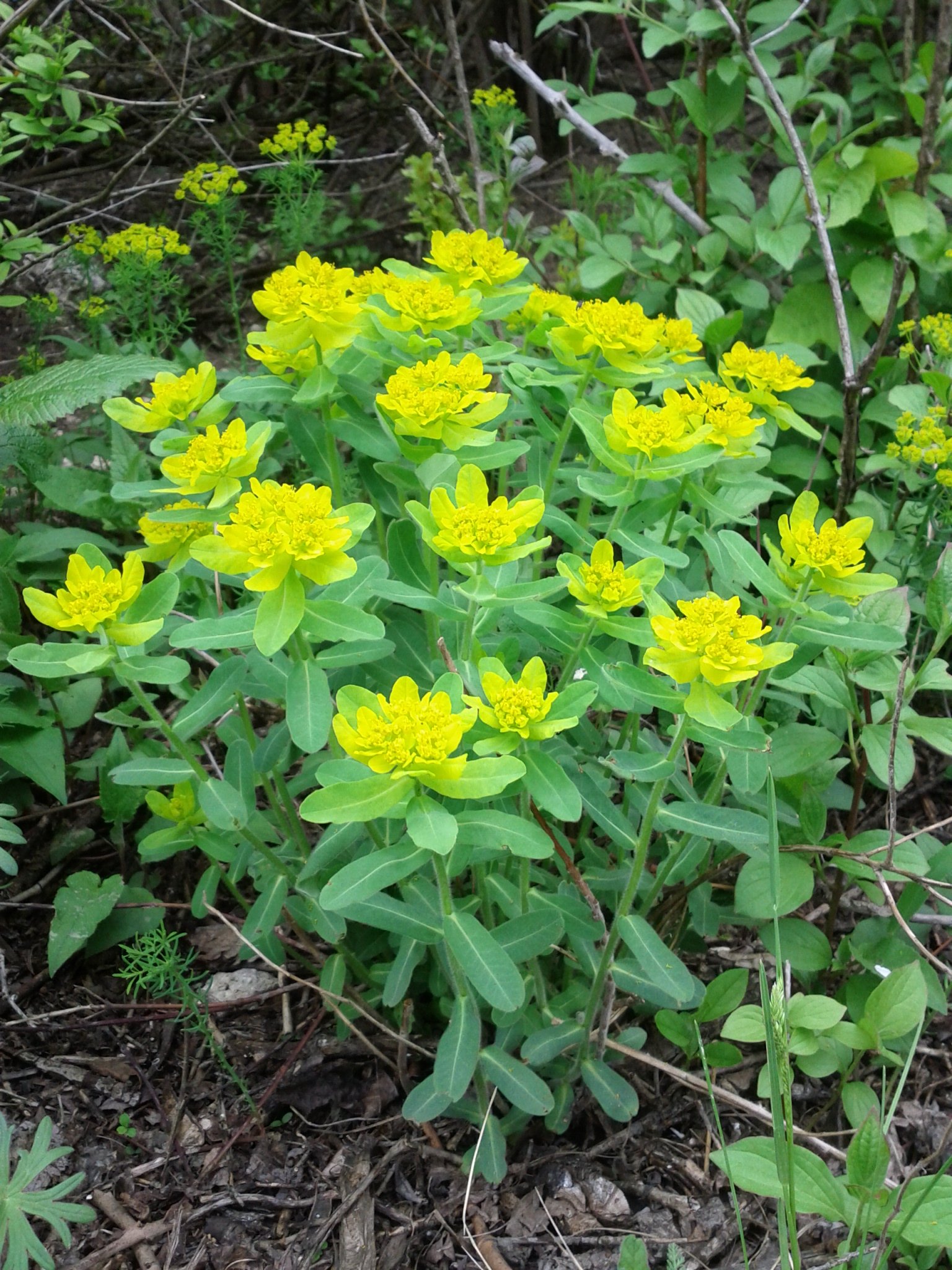 Молочай полихрома. Молочай polychroma. Молочай болотный (palustris).