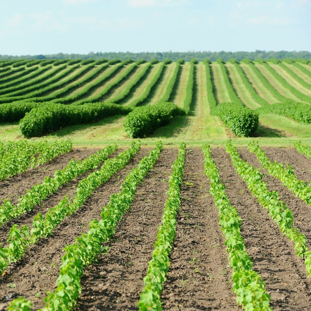 Farming 2023. Агропарк Долина мечты. Черная смородина Промышленная плантация. Плантация малины. Промышленные плантации малины.