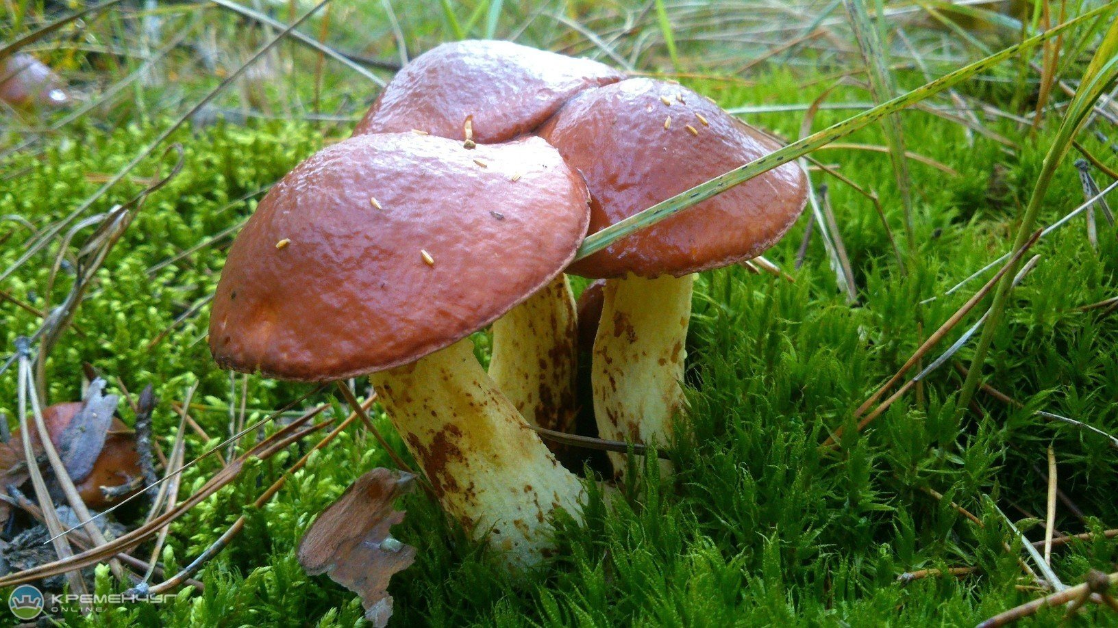 Масленок группа грибов