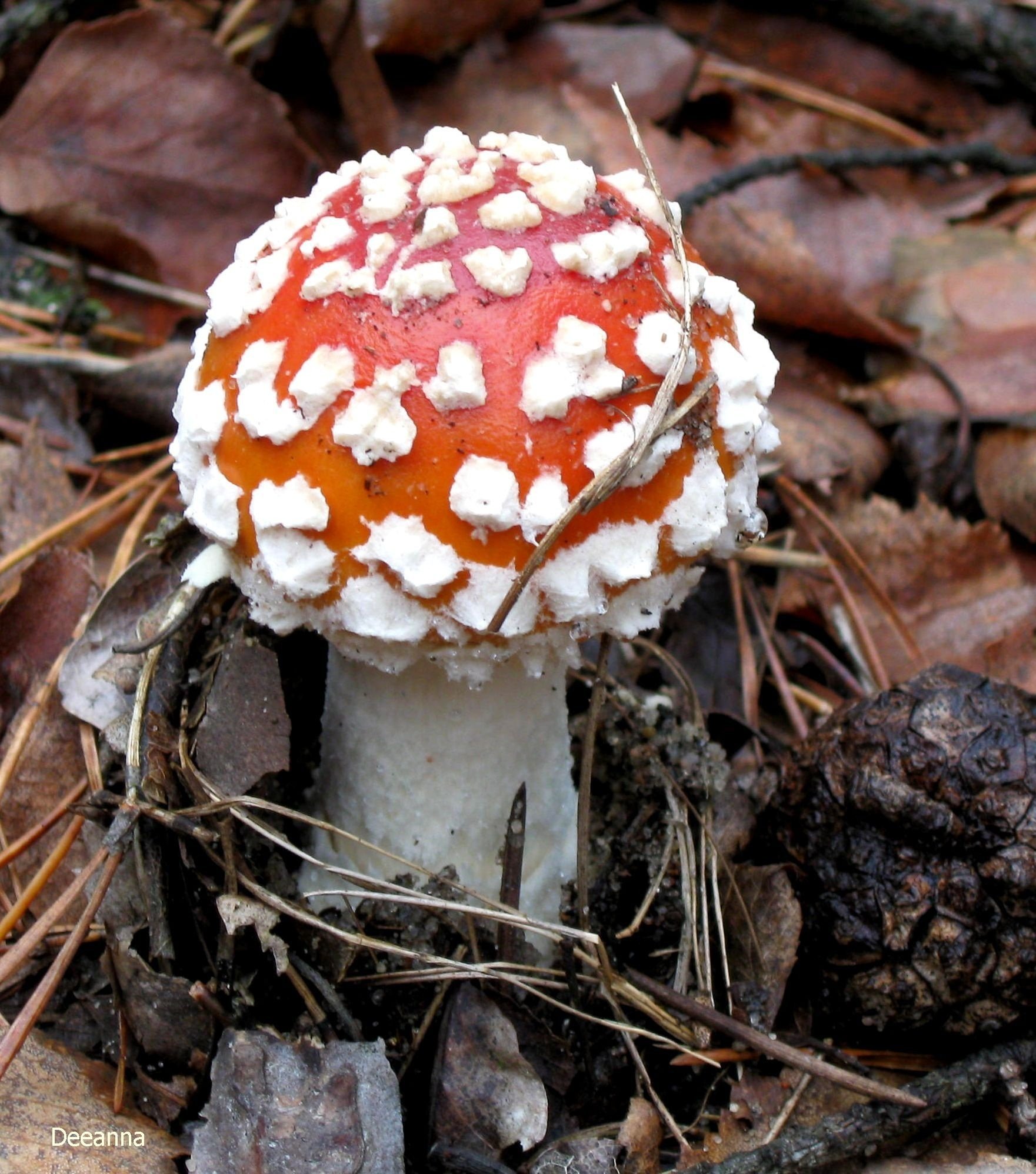 Красный грибок. Agaricus muscarius — красный мухомор. Гриб Agaricus Subrufescens. Мухомор щетинистый. Мухоморы ареал.