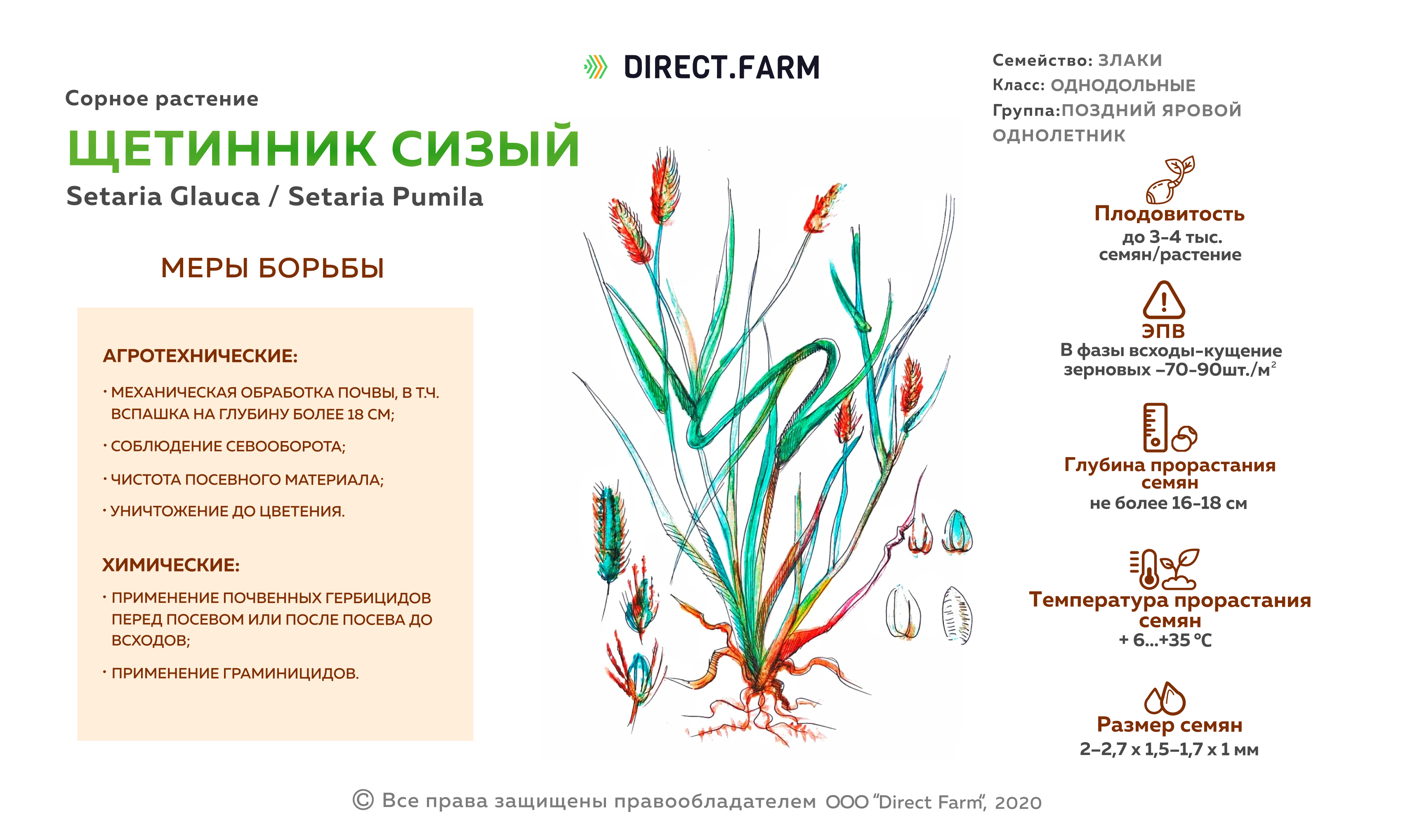 Ковыль однодольное или двудольное. Щетинник сизый - Setaria glauca. Щетинник сизый ЭПВ. Щетинник сизый сорняк. Щетинник сизый формула цветка.