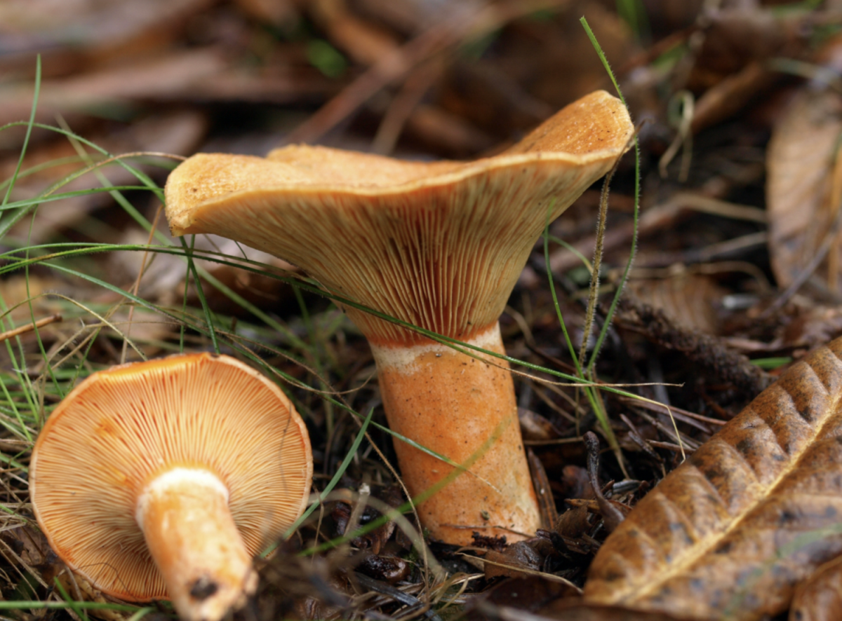 Рыжик еловый (Lactarius deterrimus). Рыжик настоящий Lactarius deliciosus. Рыжик Боровой. Рыжик Боровой Сосновый.