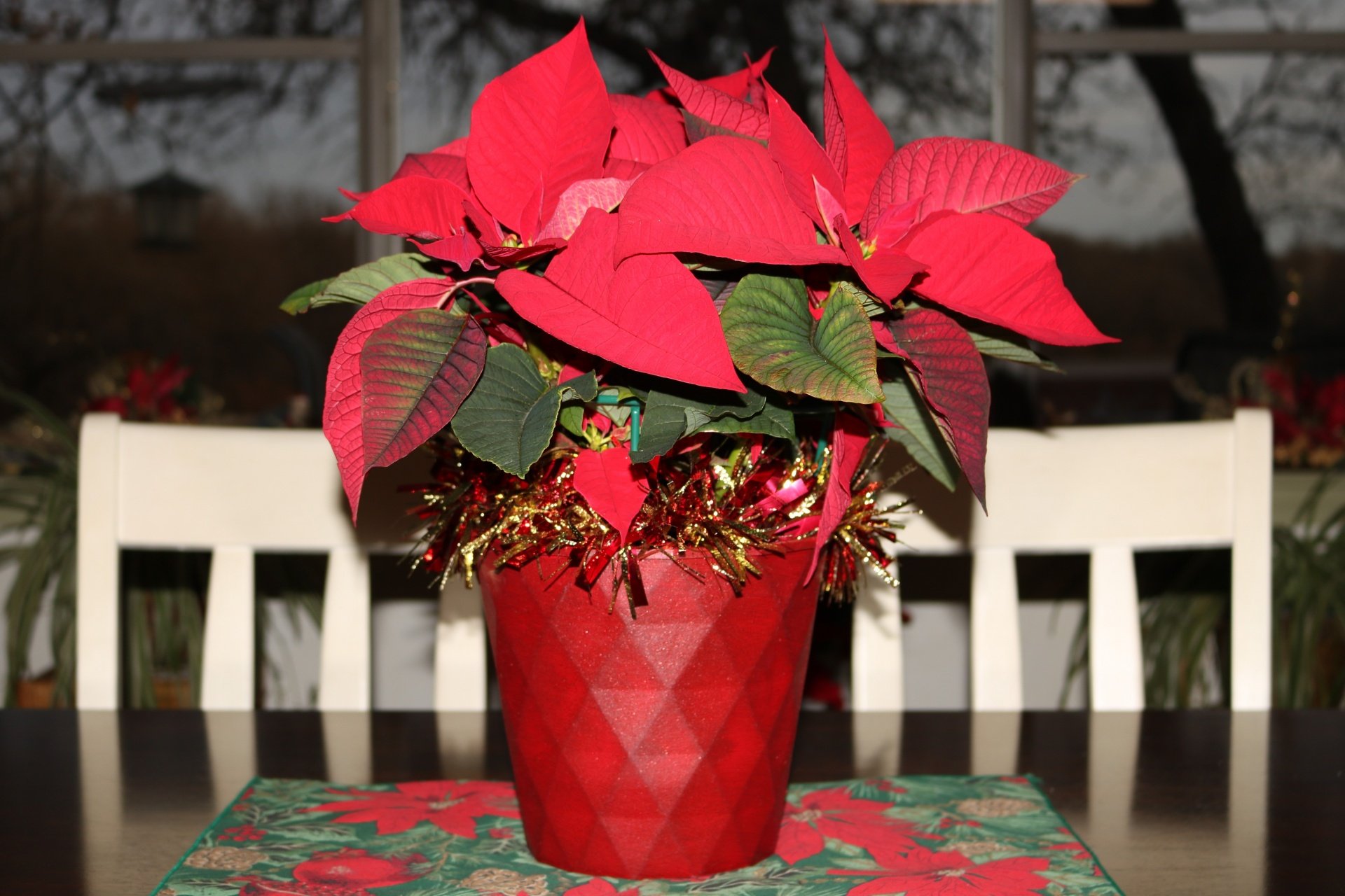 Красное комнатное растение фото. Пуансеттия Рождественская звезда. Молочай пуансеттия. Эуфорбия пуансеттия. Рождественский цветок пуансетия.