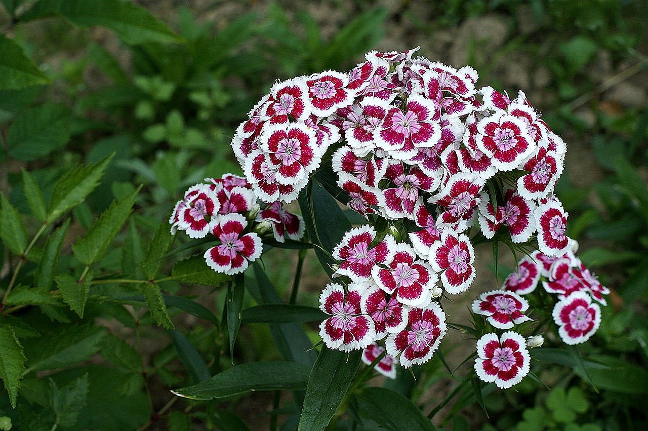 Гвоздика бородатая Dianthus barbatus