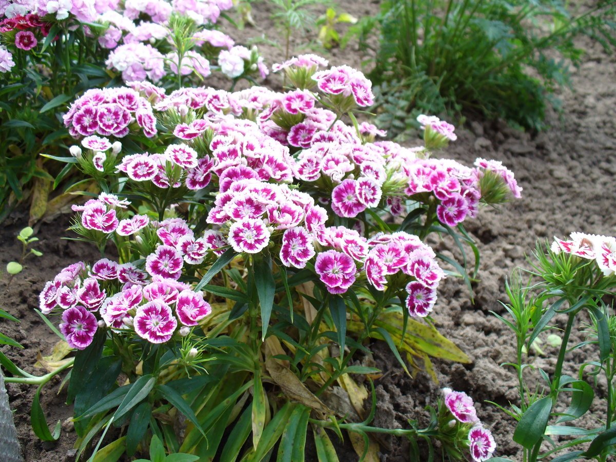 Гвоздика бородатая Dianthus barbatus