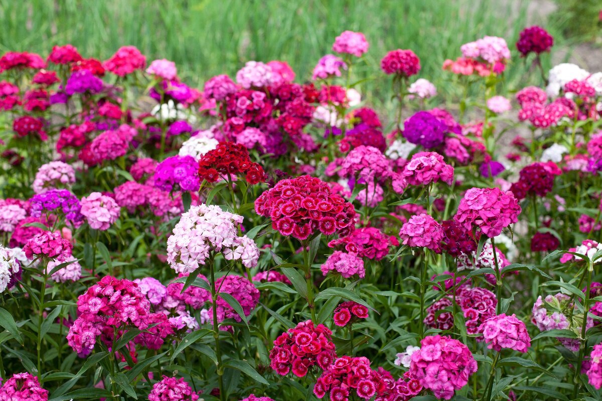 Гвоздика бородатая Dianthus barbatus