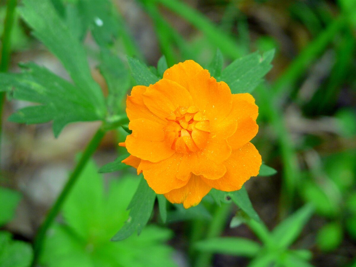 Купальница Trollius ranunculoides