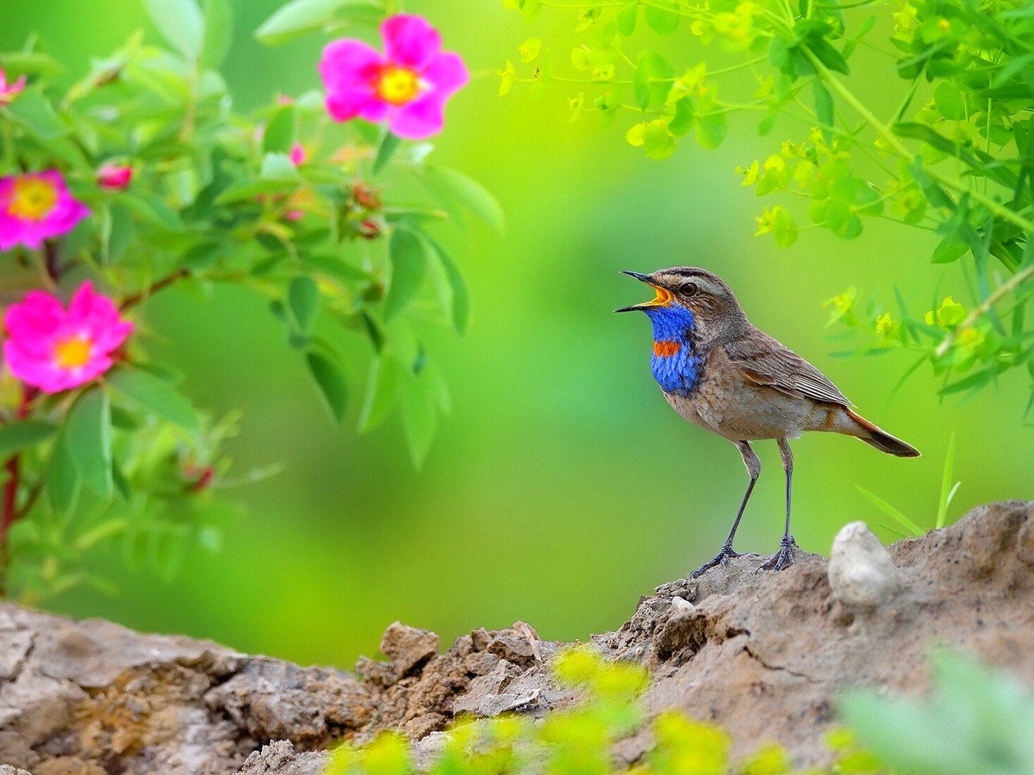 Какие птички поют весной. Варакушка гнездо. Птица варакушка пение. Варакушка Лесная растение. Варакушка, Колибри).