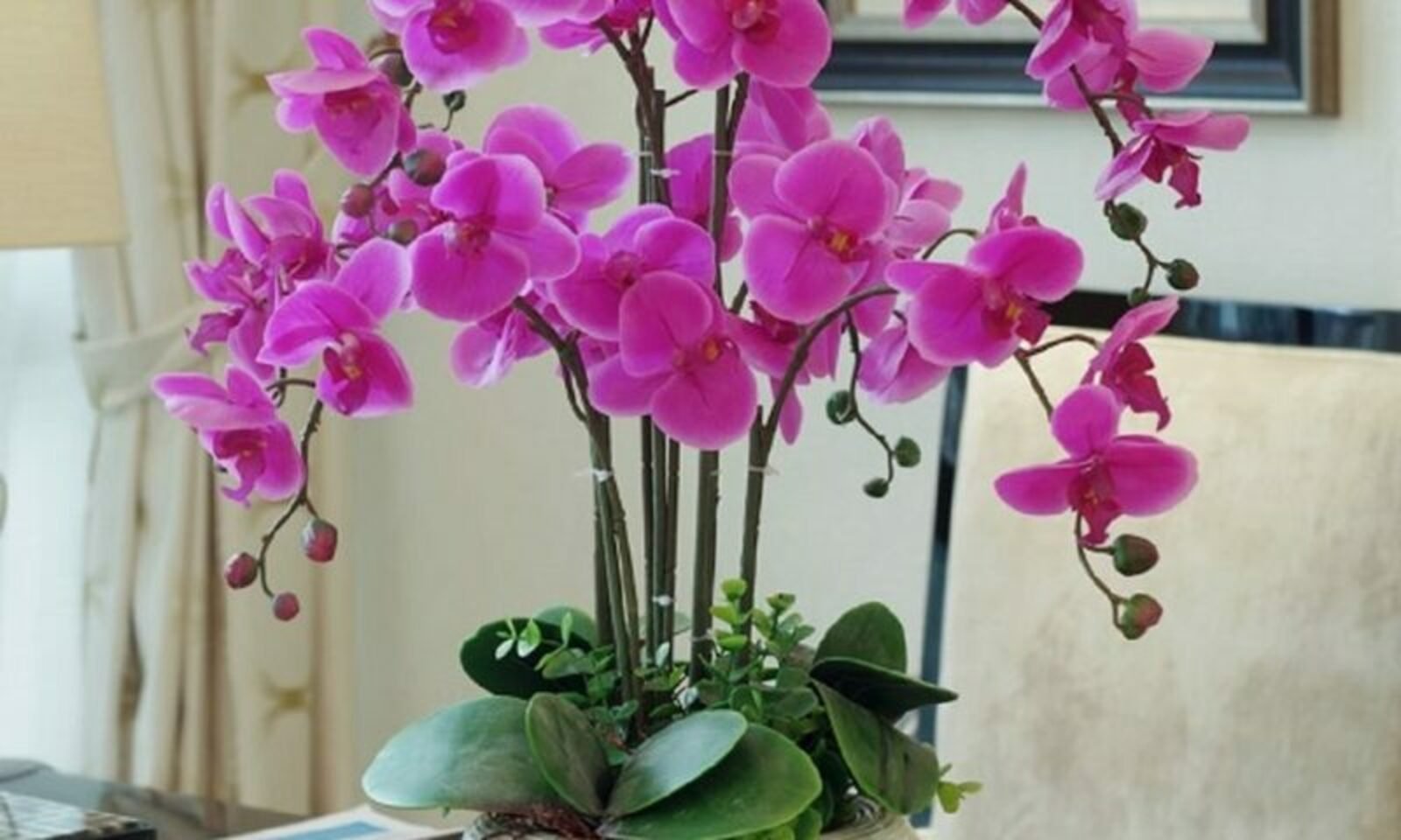 Орхидея живая цветок. Фаленопсис комнатное растение. Фаленопсис Надион.