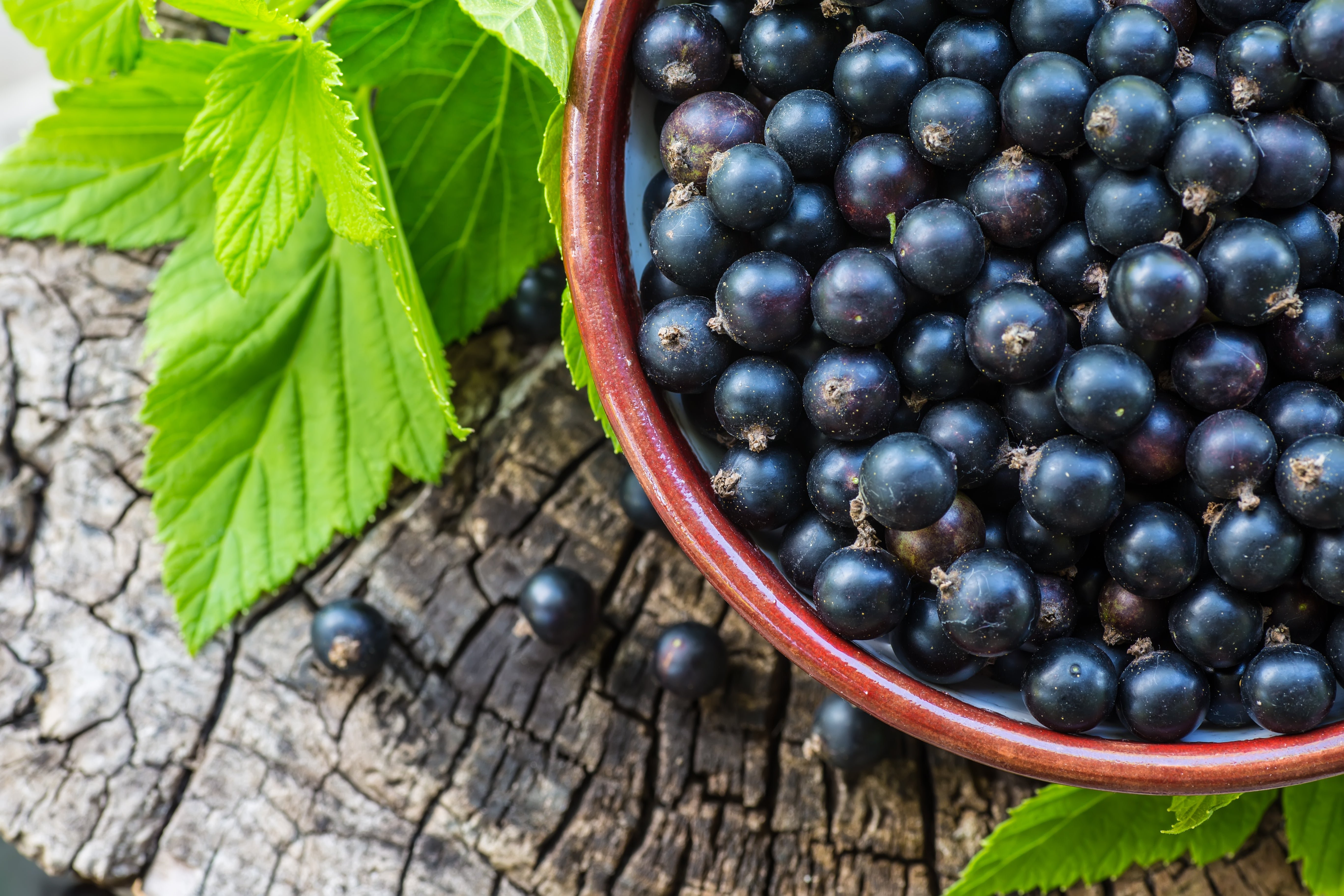 Blackcurrant. Смородина ягода. Смородина чёрная. Черная смородина ягодки. Смородина ЛРС.