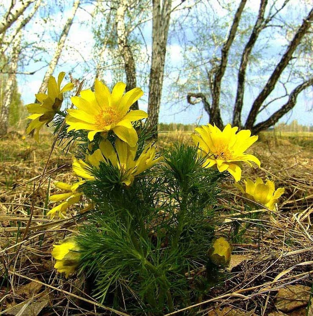 Желтые ранние цветы весной как называется. Первоцвет адонис весенний. Эрантис весенник. Адонис весенний в лесу. Первоцвет горицвет.
